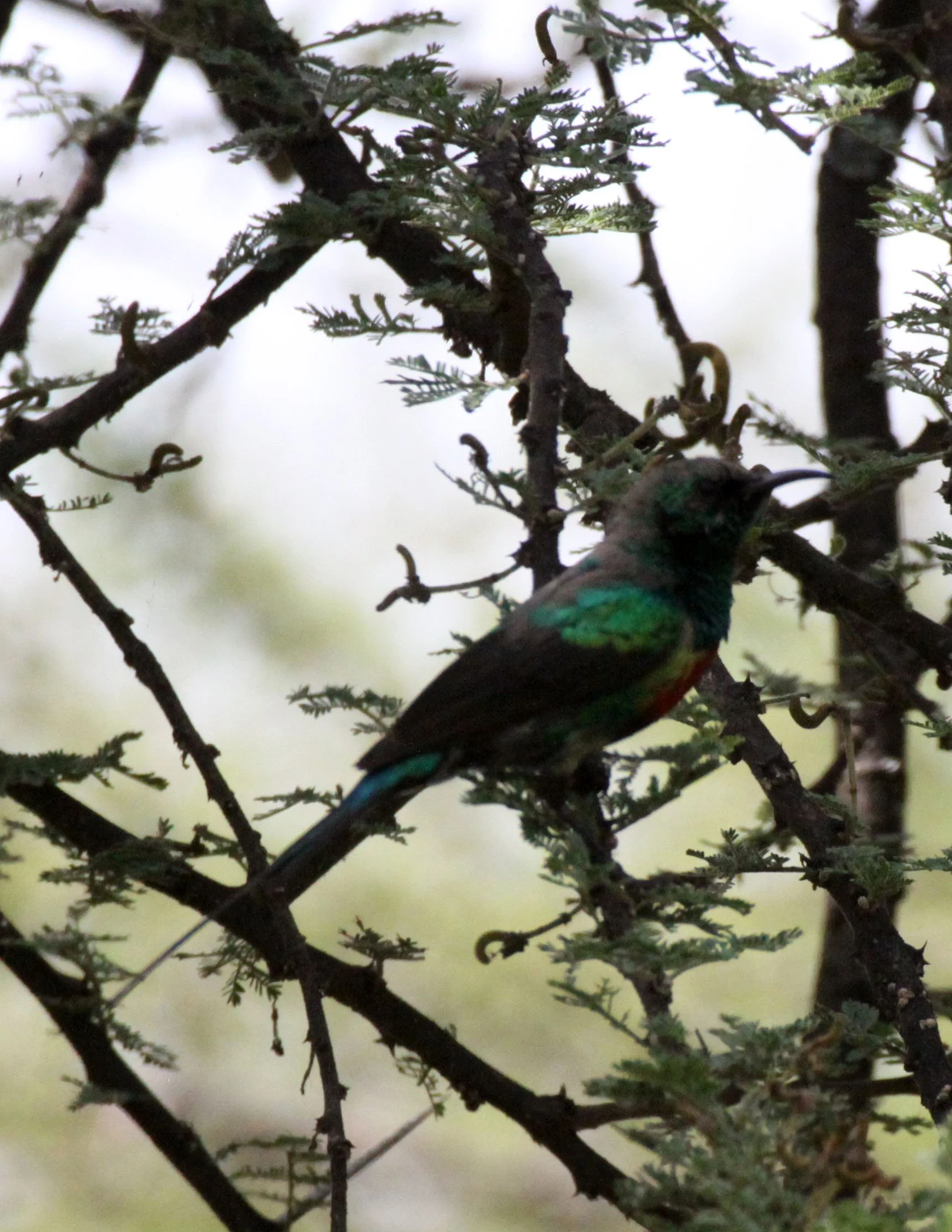 BIRD - SUNBIRD - MALACHITE SUNBIRD - LAKE LANGANO ETHIOPIA (2).JPG