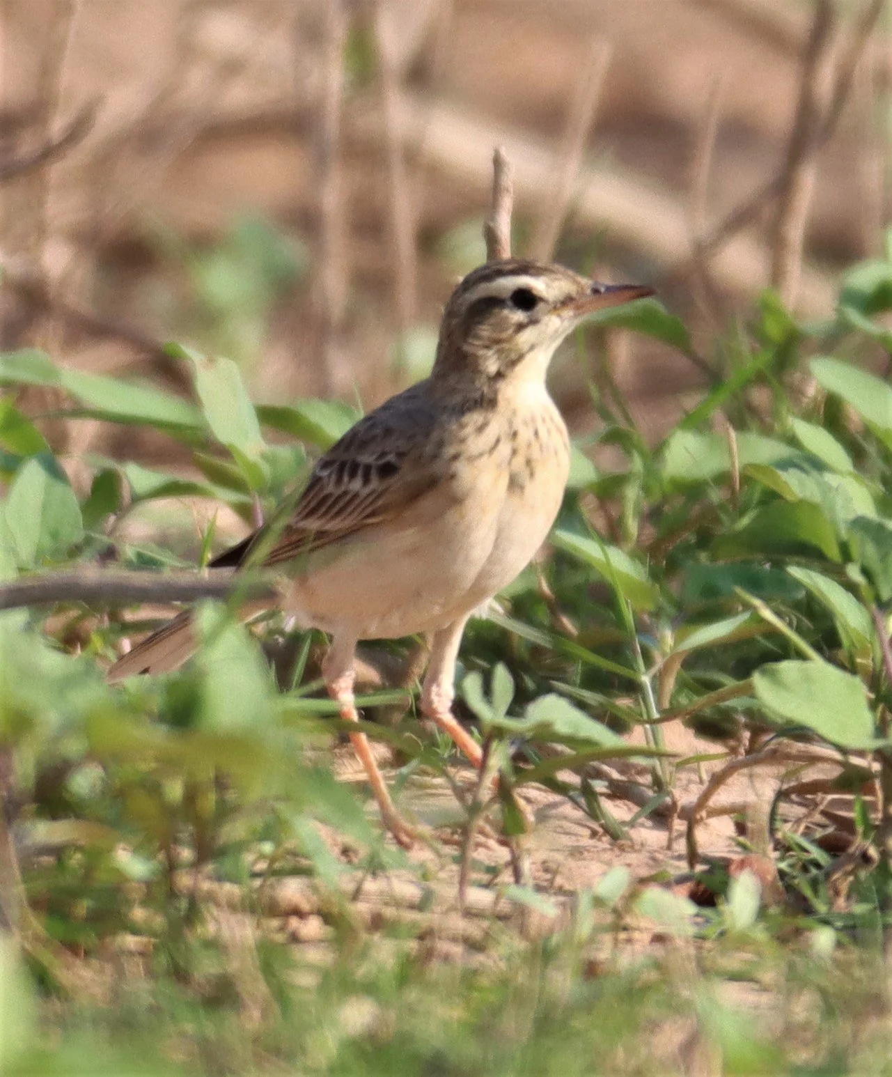 Paddyfield Pipit (Anthus rufulus) LUMTAKONG LAKE PAK CHONG (1).JPG