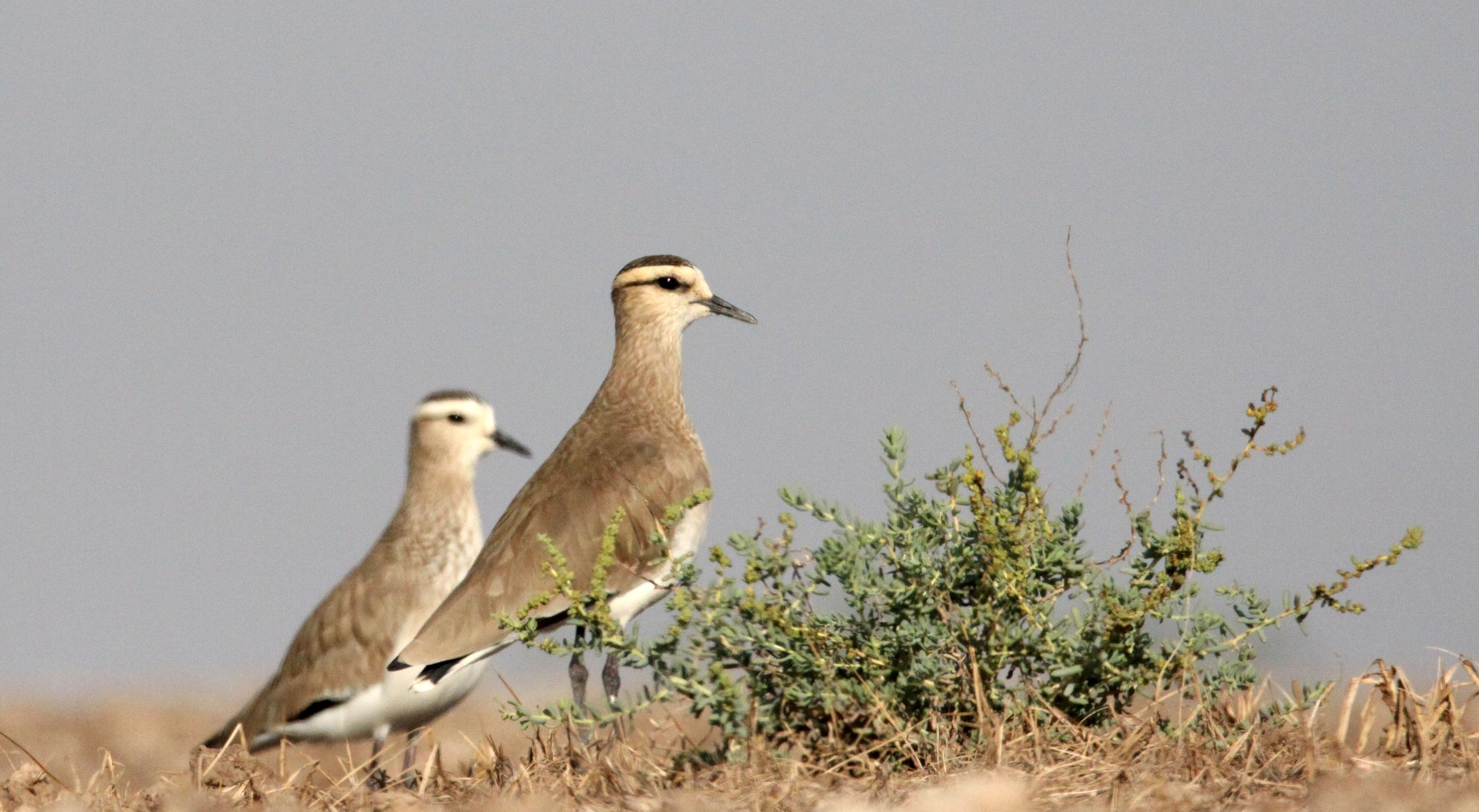 LAPWING - SOCIABLE LAPWING - Vanellus gregarius - LITTLE RANN OF KUTCH GUJARAT INDIA (35).JPG
