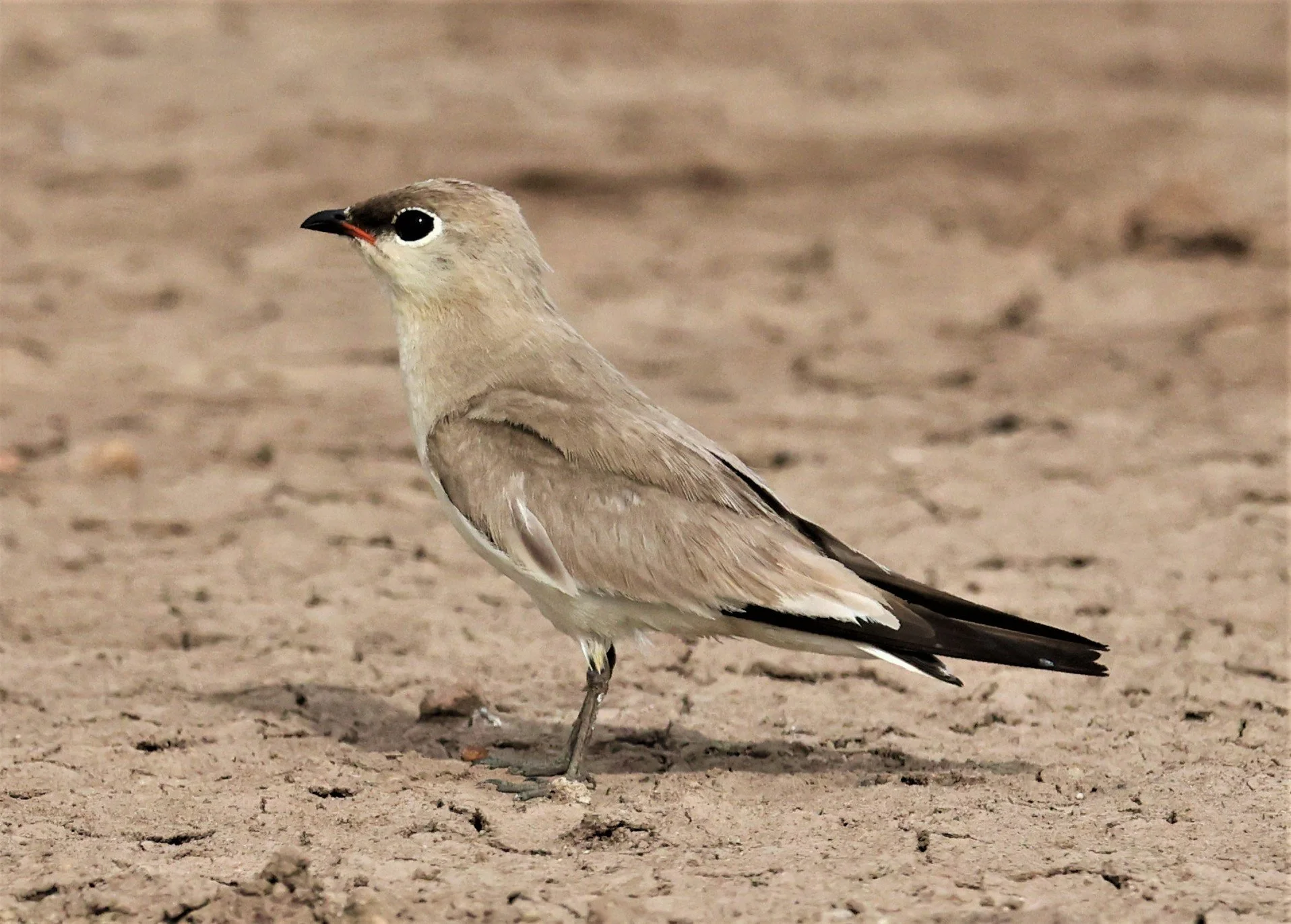 PRATINCOLE - SMALL PRATINCOLE - Glareola lactea - BANG KHAEM NAKHON PATHOM JUNE 3 2022 (74).jpg