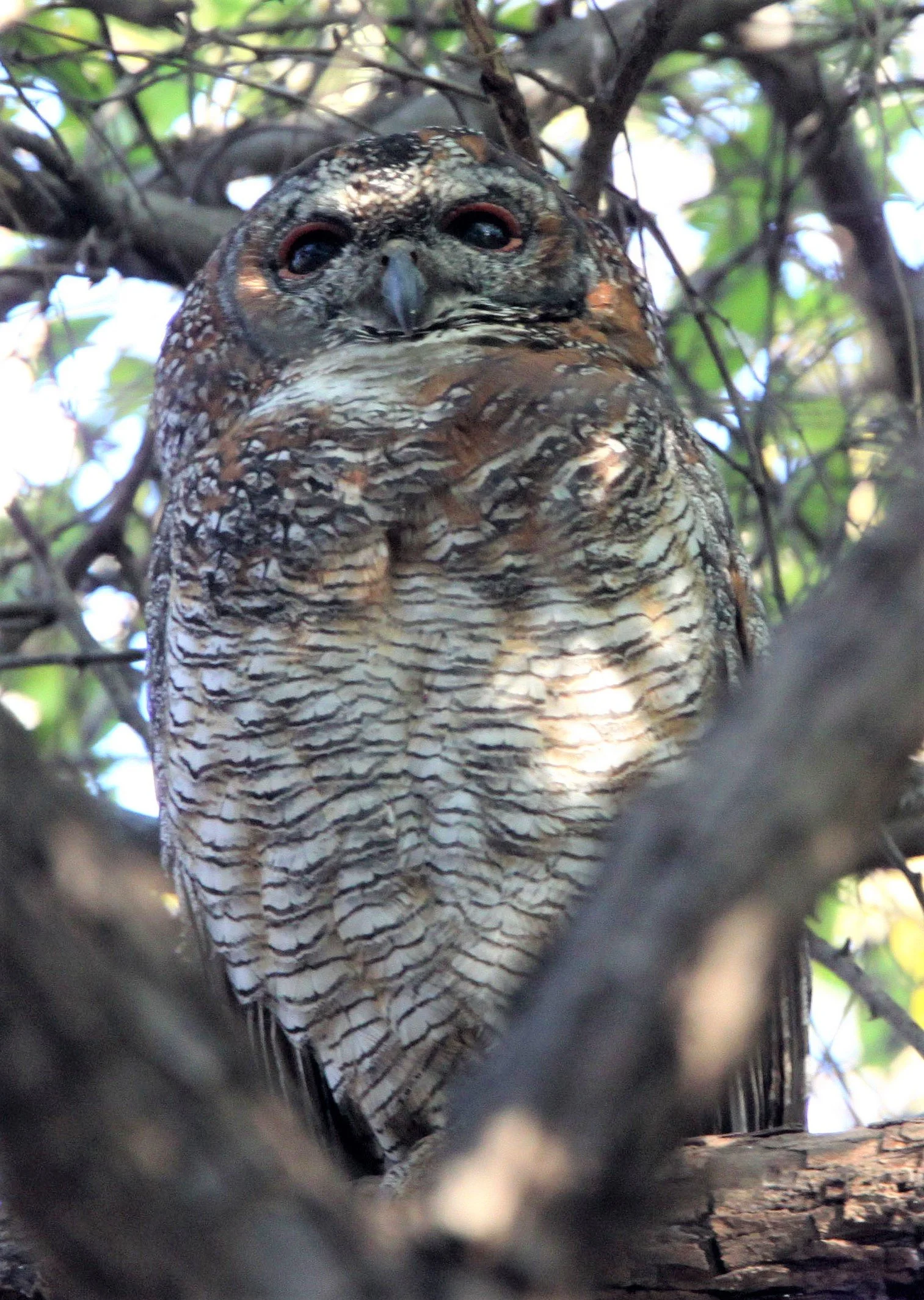 Strix ocellata - MOTTLED WOOD OWL - GIR FOREST GUJARAT INDIA aa.jpg