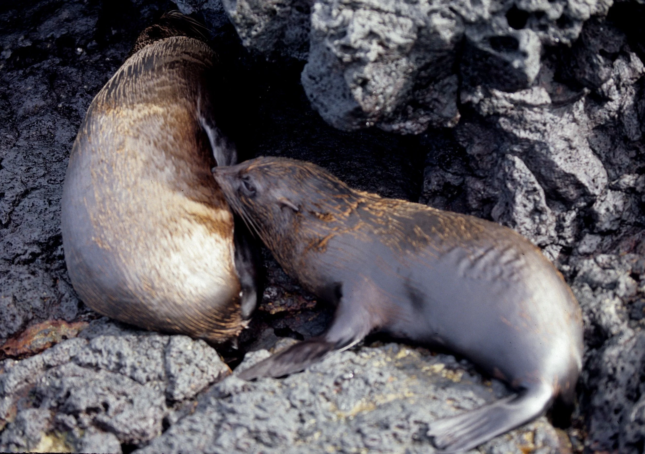 Arctocephalus galapagoensis - GALAPAGOS FUR SEAL - GALAPAGOS ISLANDS (12).jpg