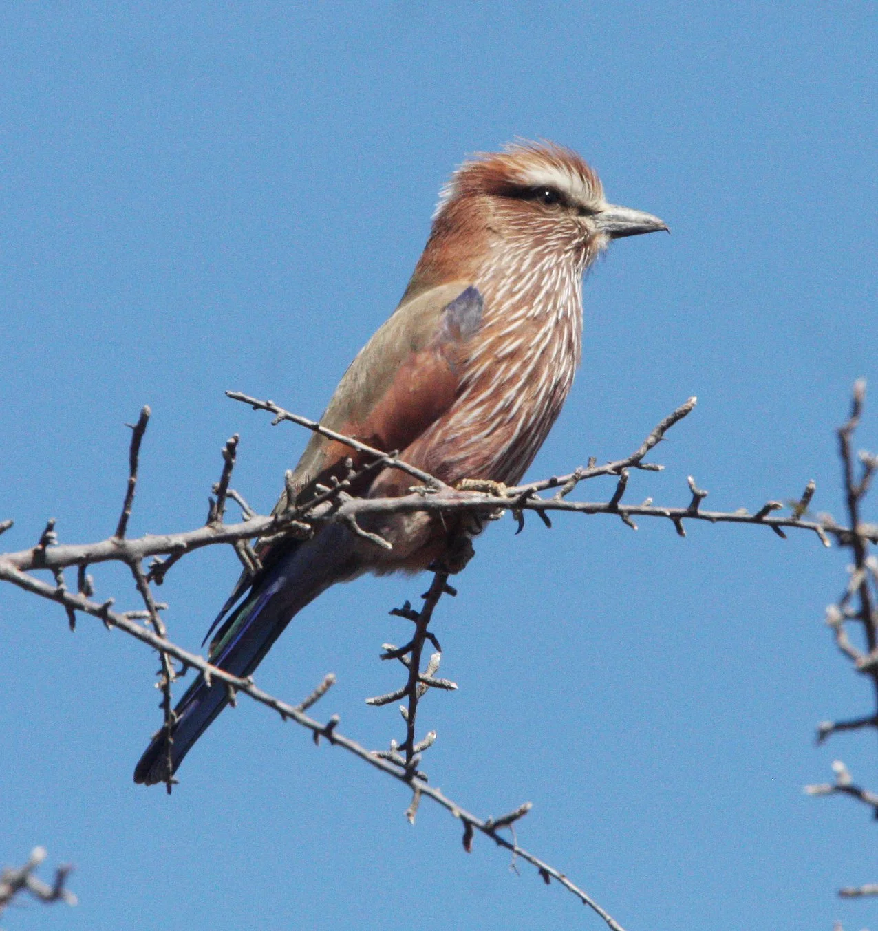 Purple Roller (Coracias naevius) Kruger NP South Africa