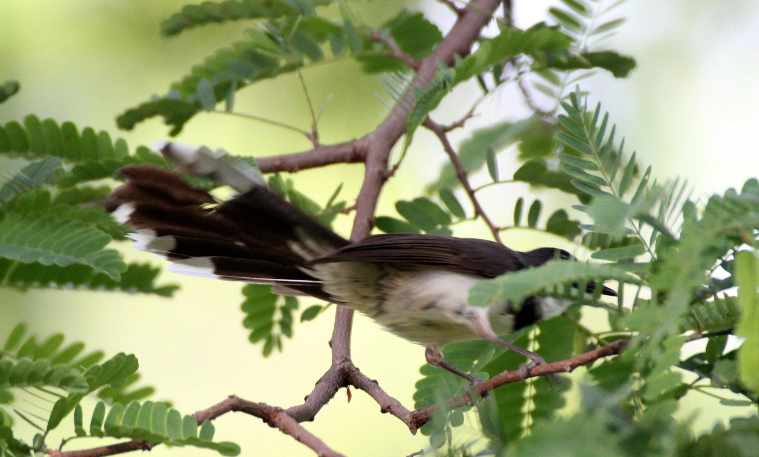 FANTAIL - PIED FANTAIL -Rhipidura javanica - LUMPINI PARK THAILAND (1).JPG