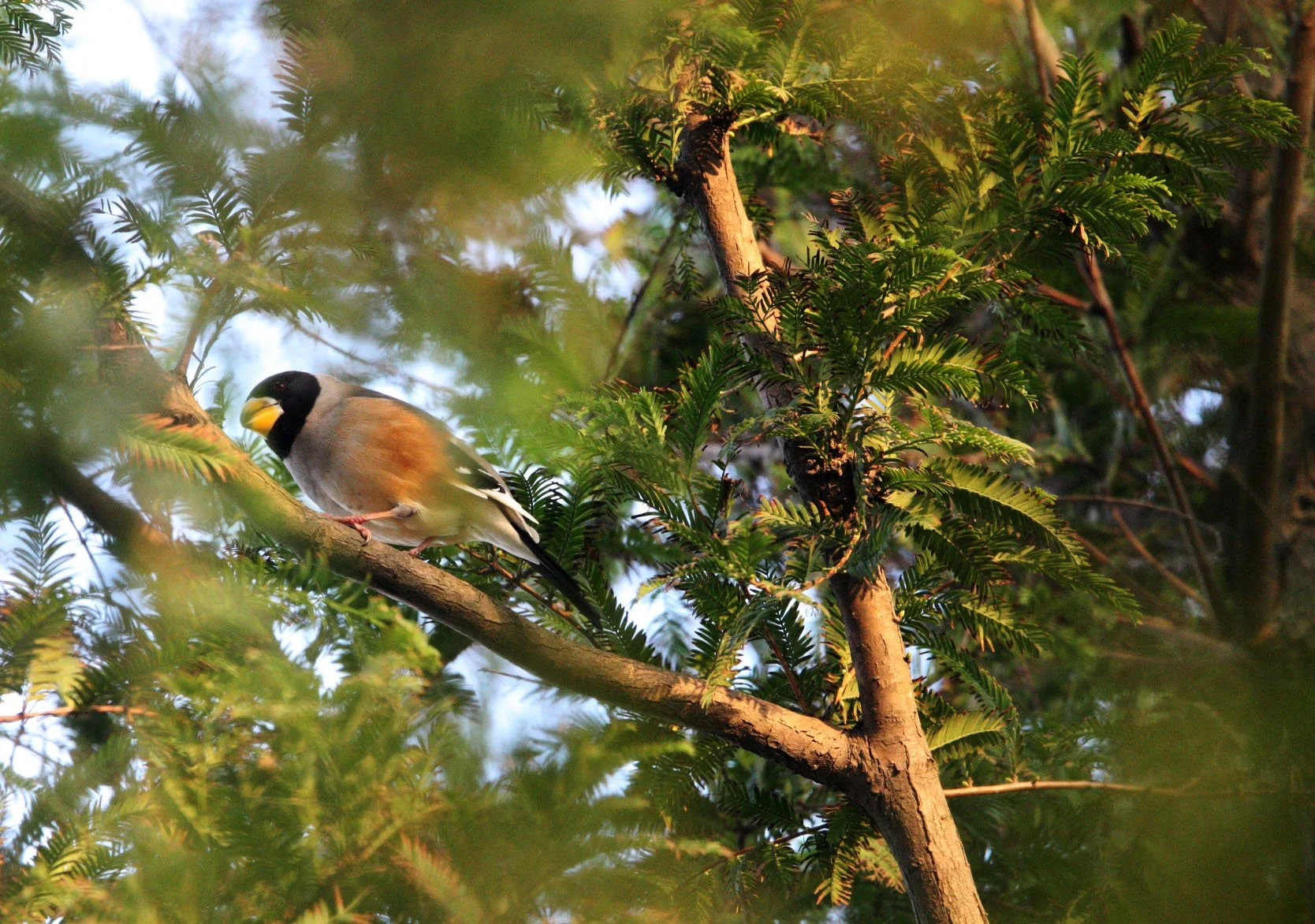 Chinese Grosbeak (Eophona migratoria) Nankou Rudong China (12).JPG