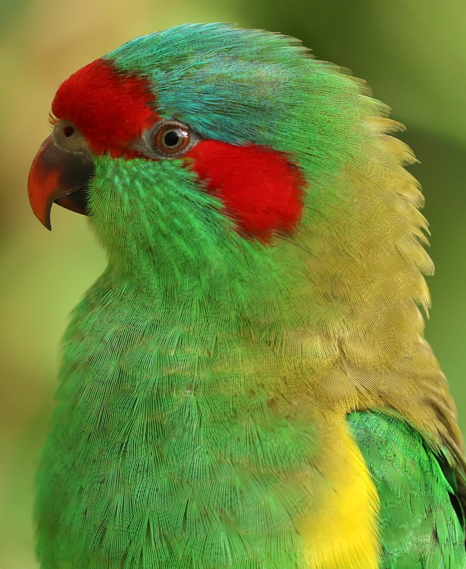 Musk Lorikeets (Glossopsitta concinna) Cleland National Park - South Australia 