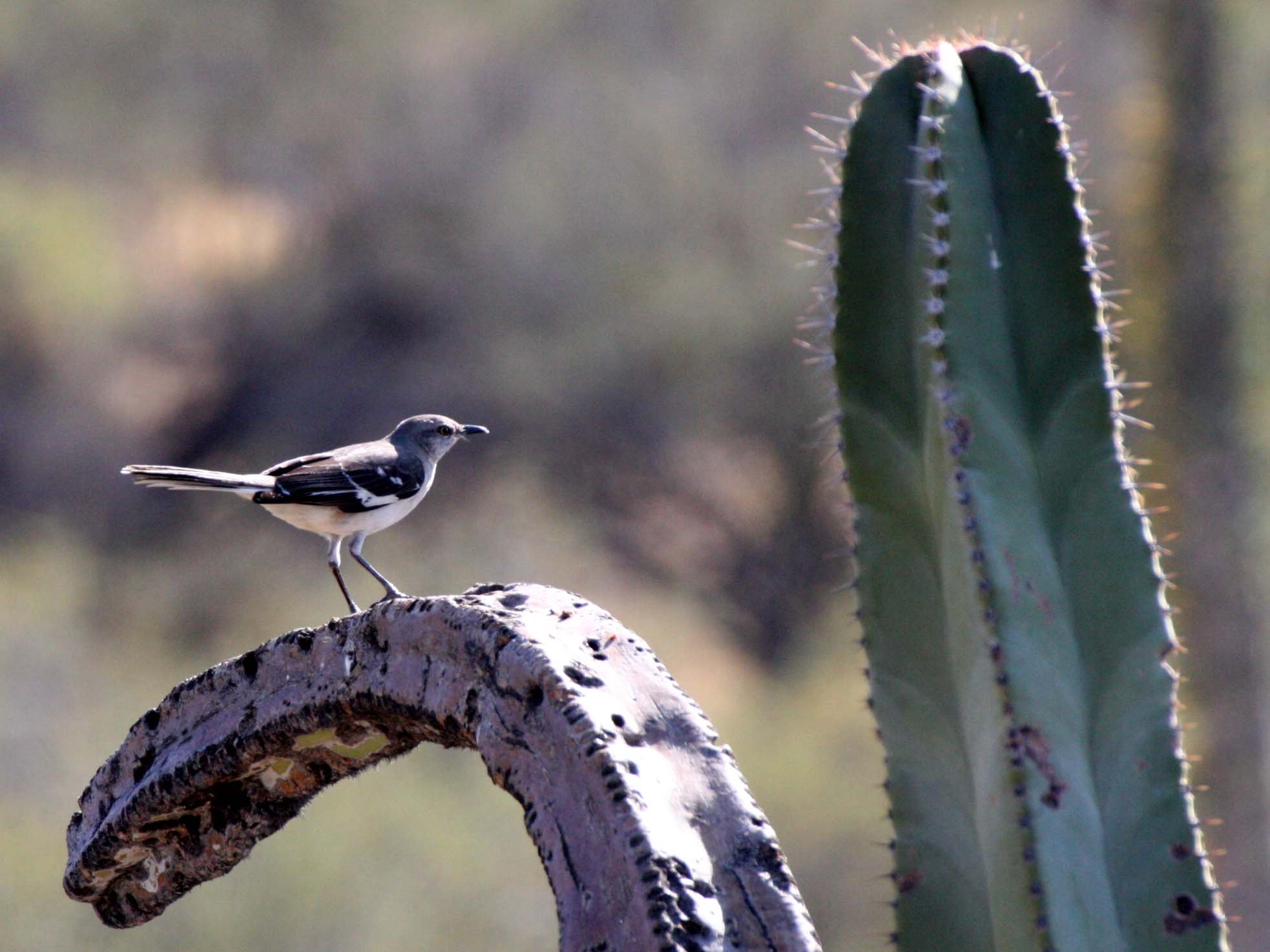 Northern Mockingbird (Mimus polyglottos) Santa Catalina Island Loreto Baja Mexico