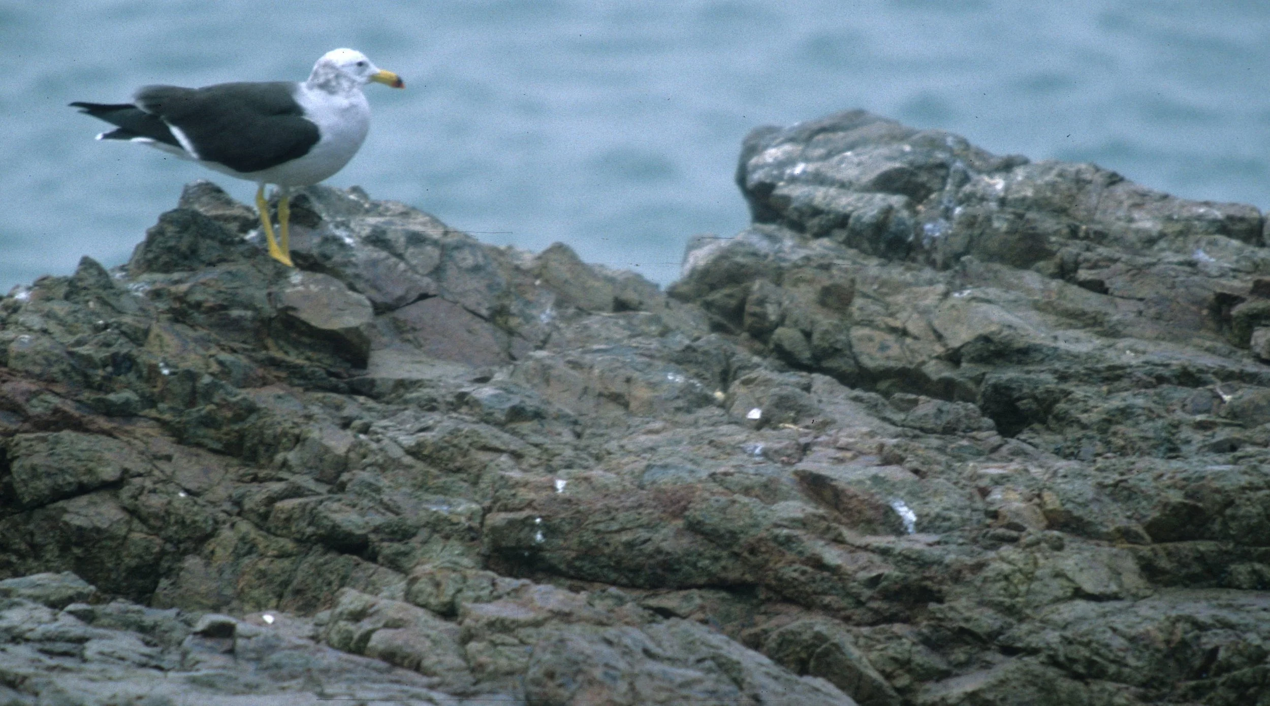 Paracas, Peru 1994