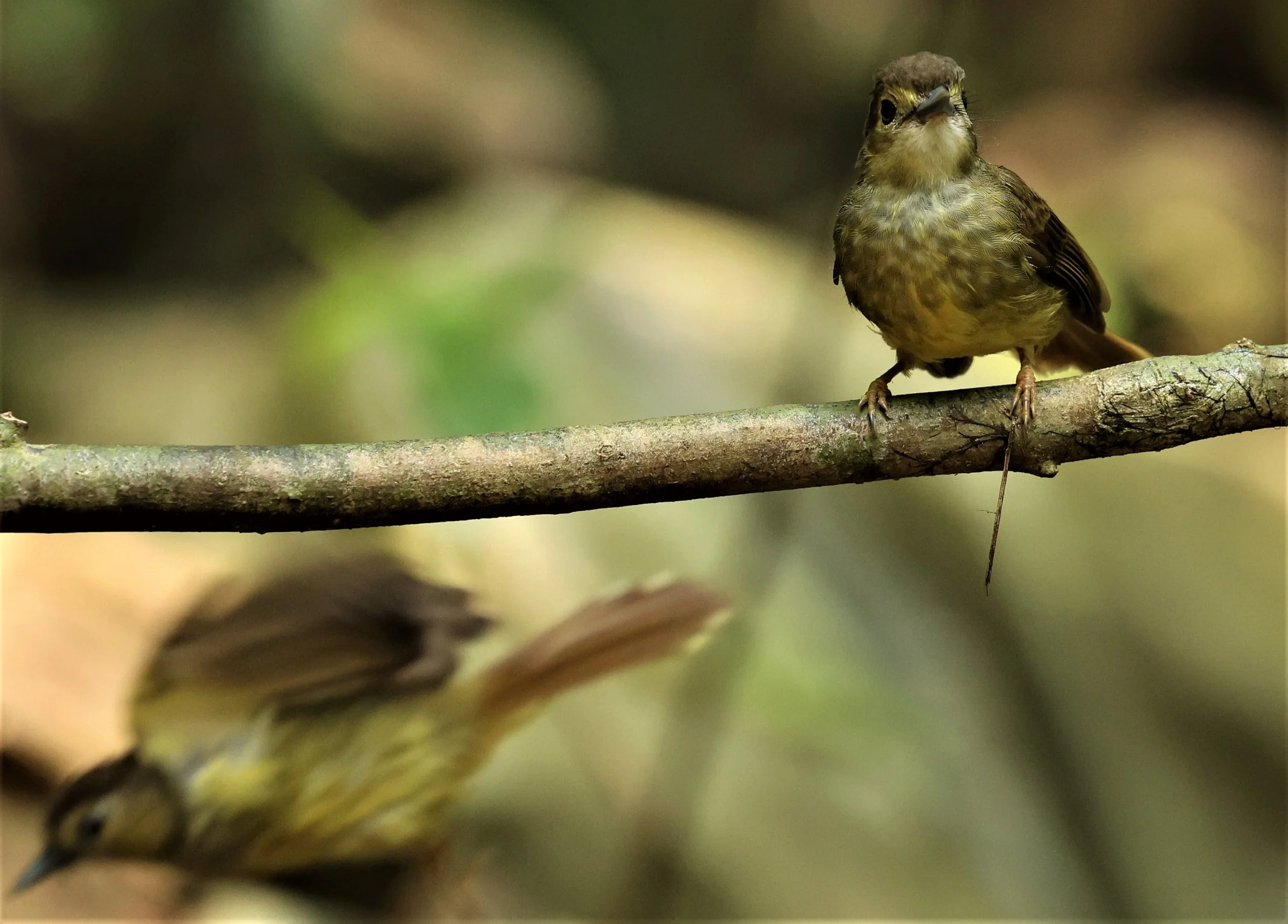 BULBUL - HAIRY-BACKED BULBUL - Tricholestes criniger - KRUNG CHING, KHAO LUANG NP NST, APRIL 2022 (34).jpg
