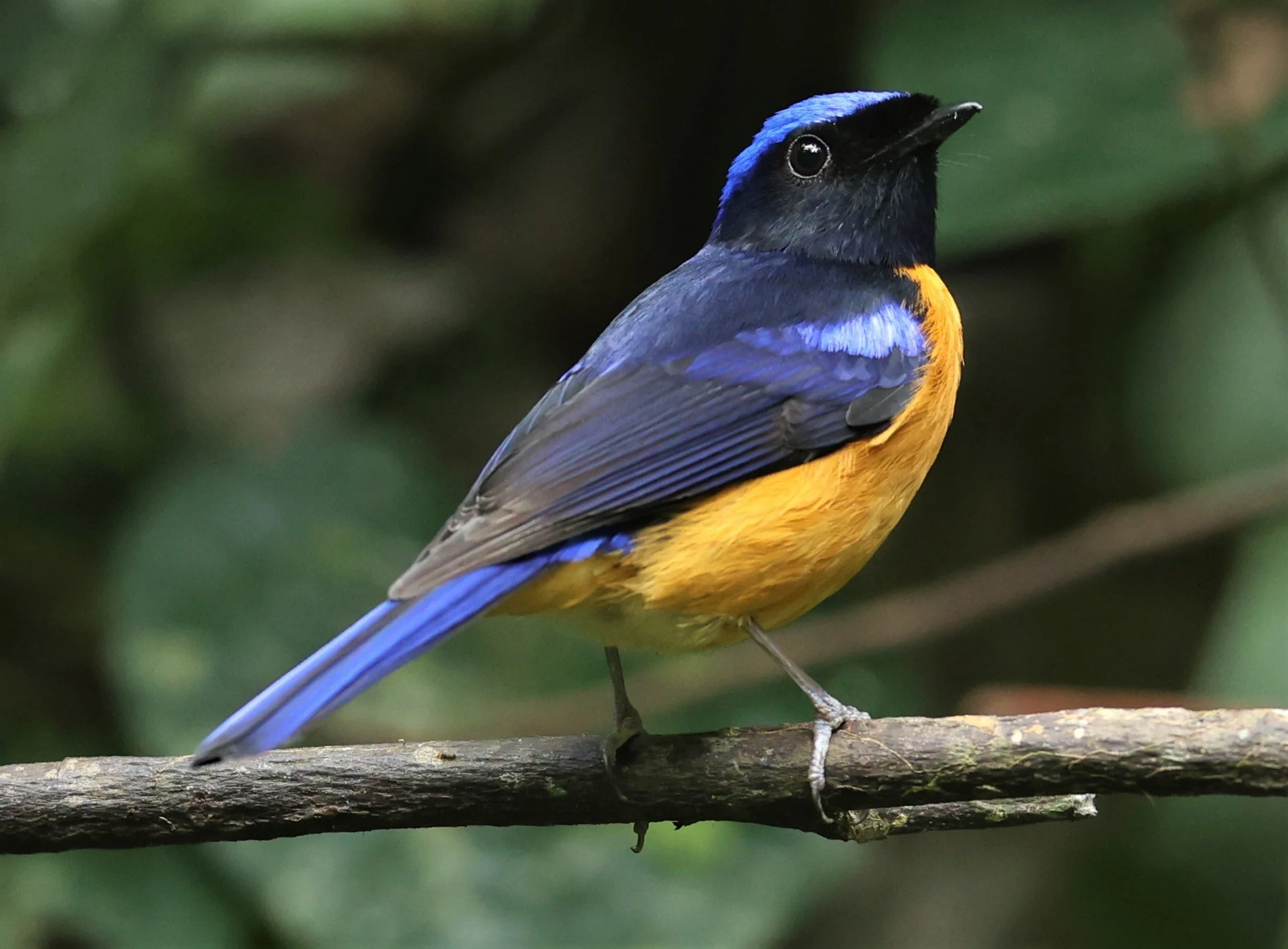 NILTAVA - RUFOUS-BELLIED NILTAVA - Niltava sundar - DOI INTHANON NP CHIANG MAI, DEC 2021 (80).JPG