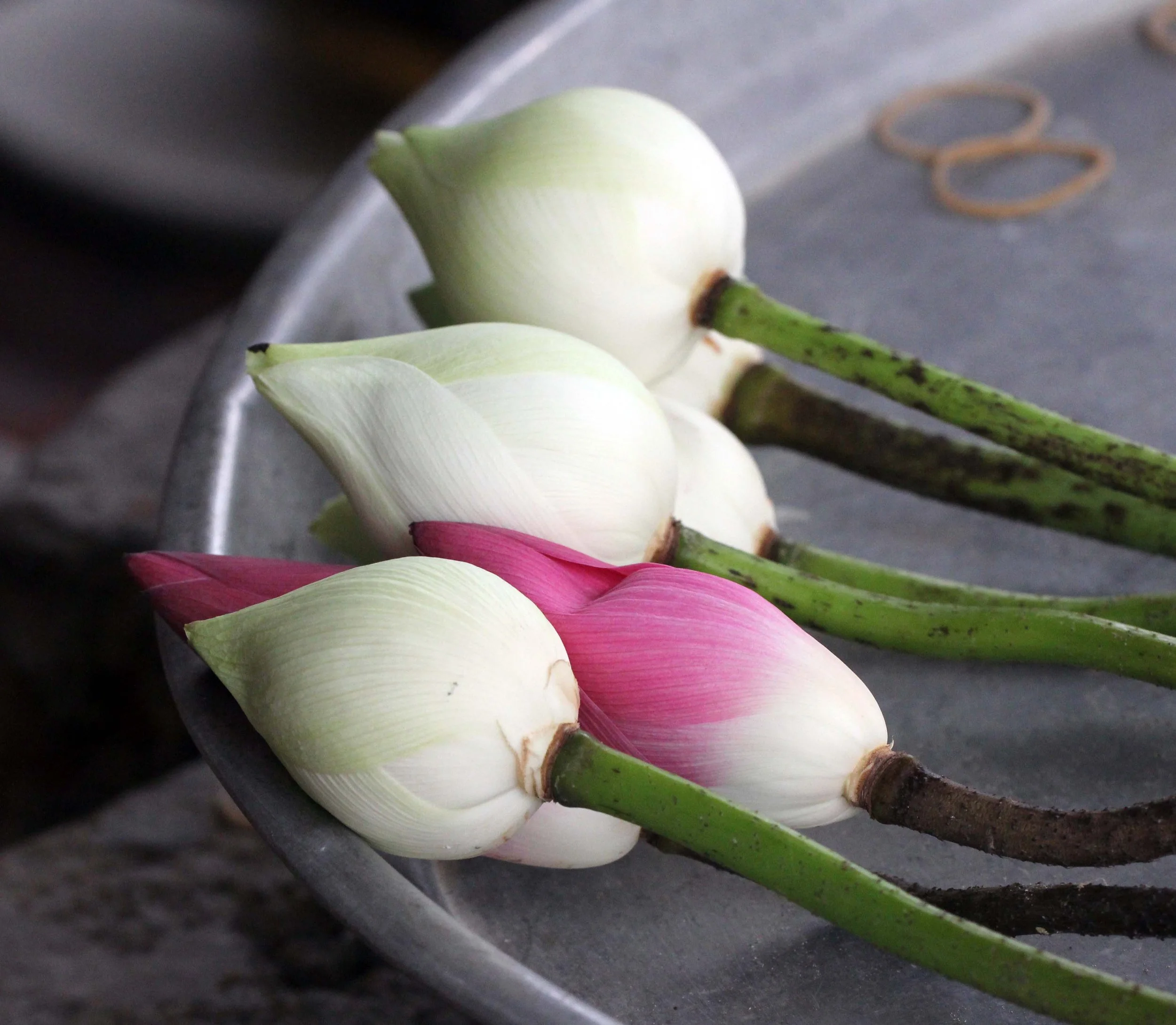 2013 Ayutthaya ISB Passion Day (136).JPG