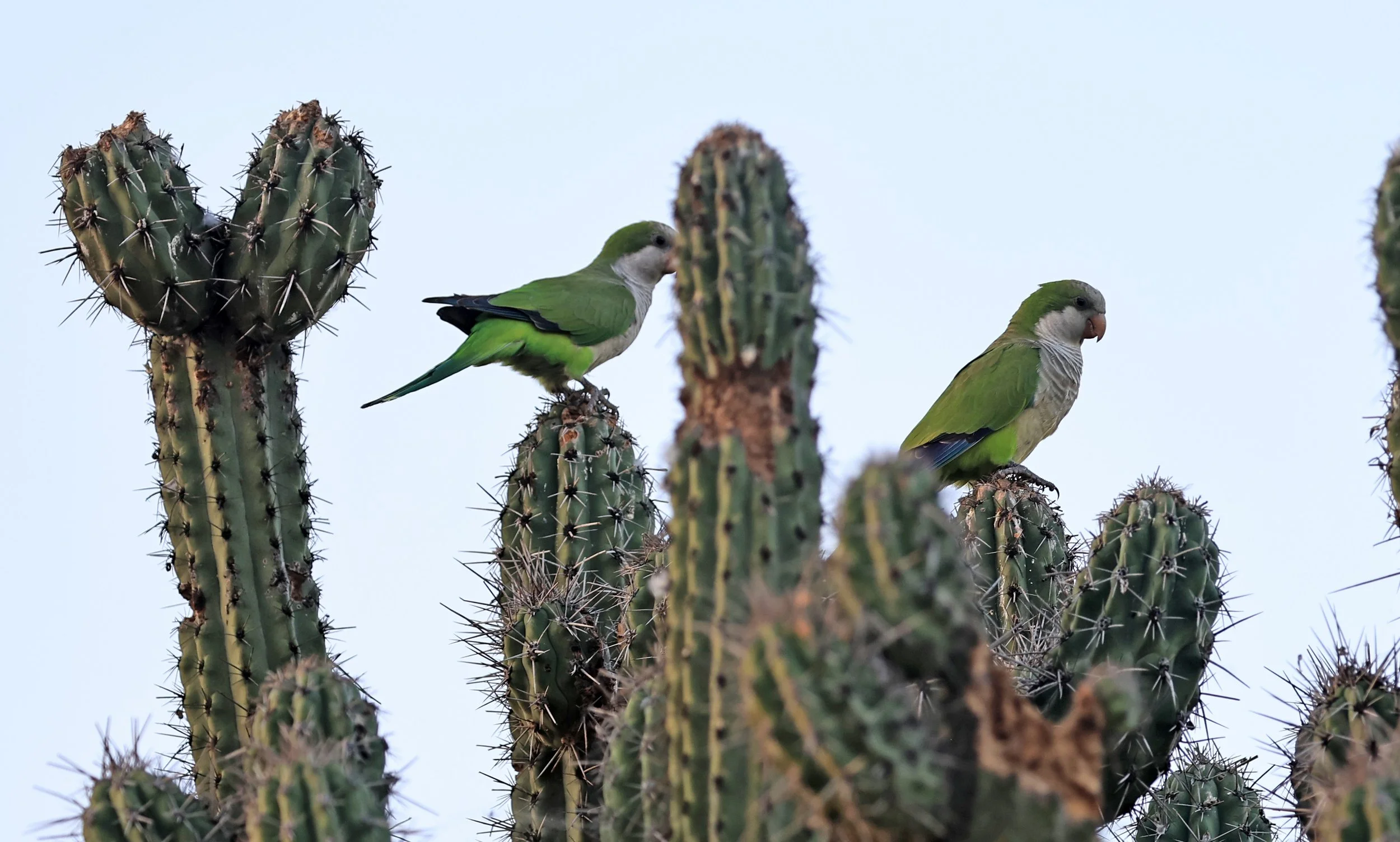 Monk Parakeet (Myiopsitta monachus) Fortin Toledo Paraguay  (3).jpg