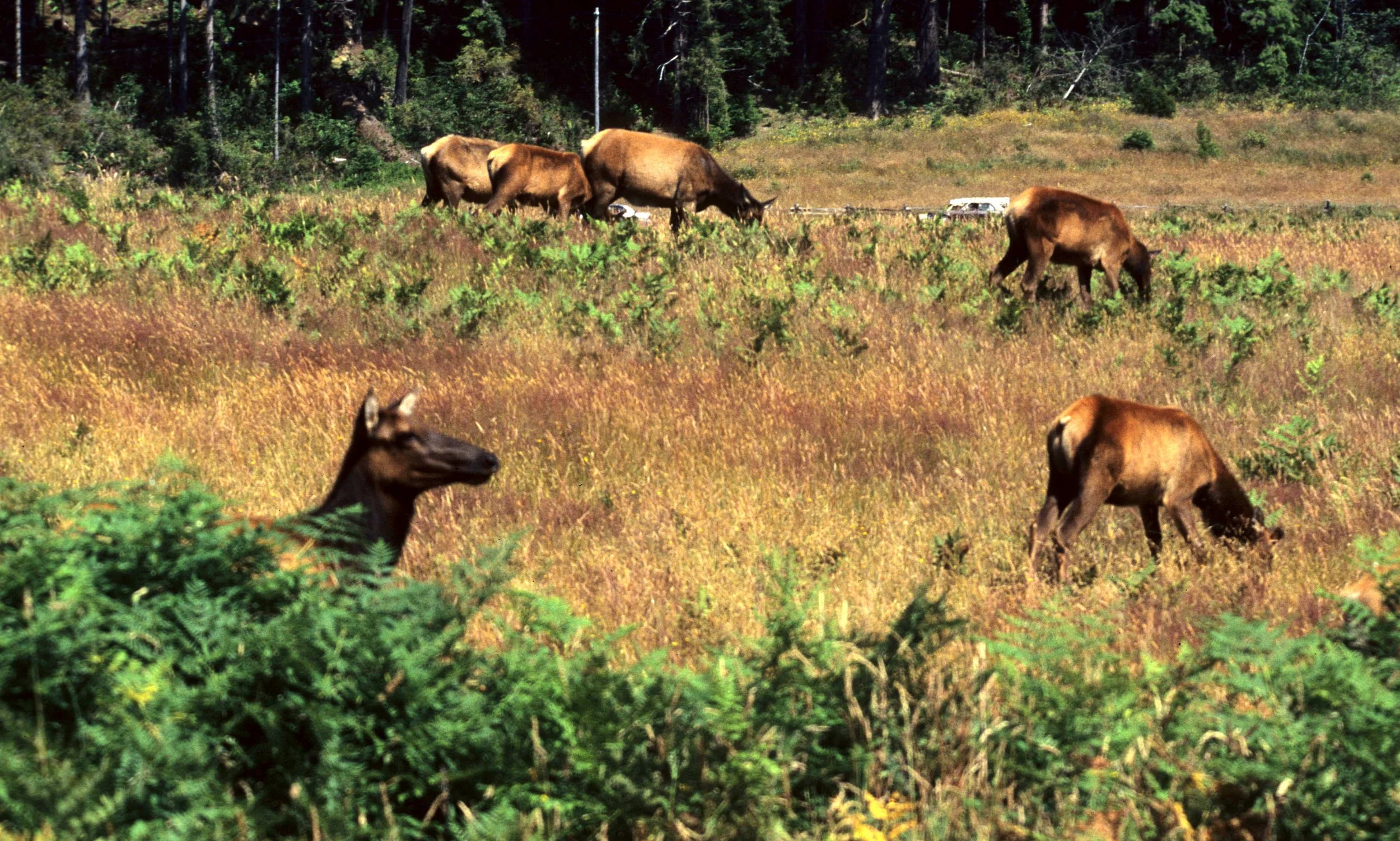 CERVID - ELK - ROOSEVELT - OP B.jpg