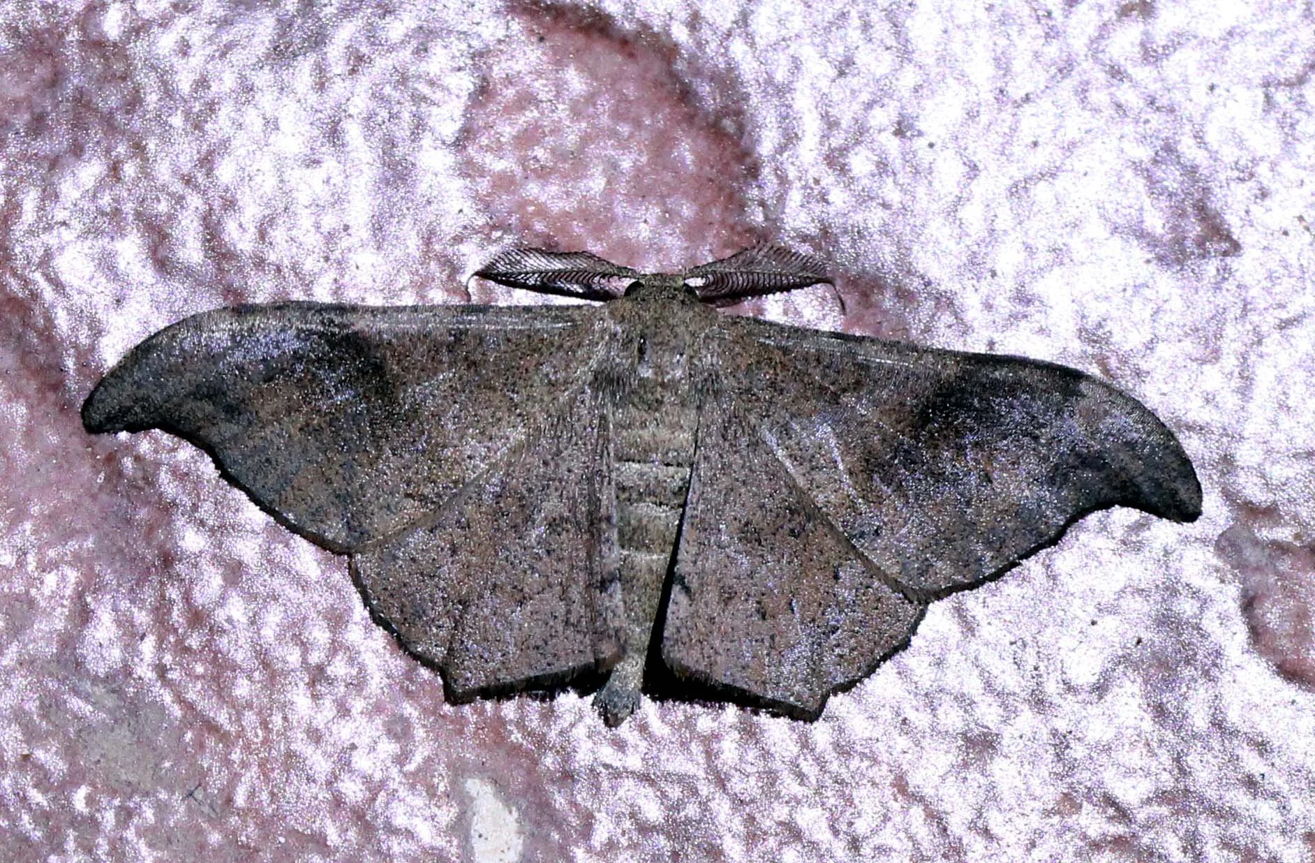 Geometridae - Hyposidra talaca - Val Paraizo, Tamil Nadu India 