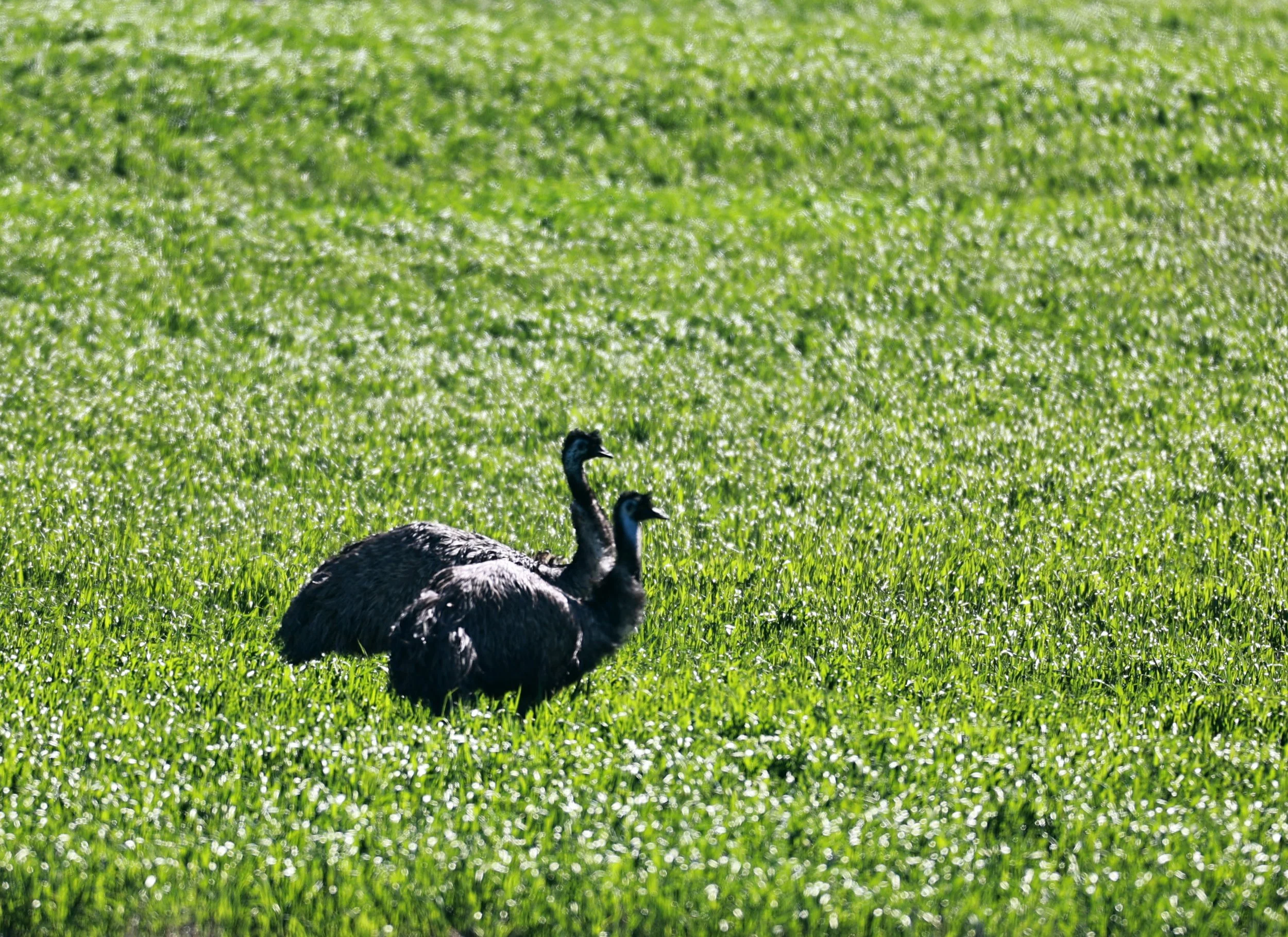 Emu (Dromaius novaehollandiae) Stirling Range NP - Western Australia (28).jpg