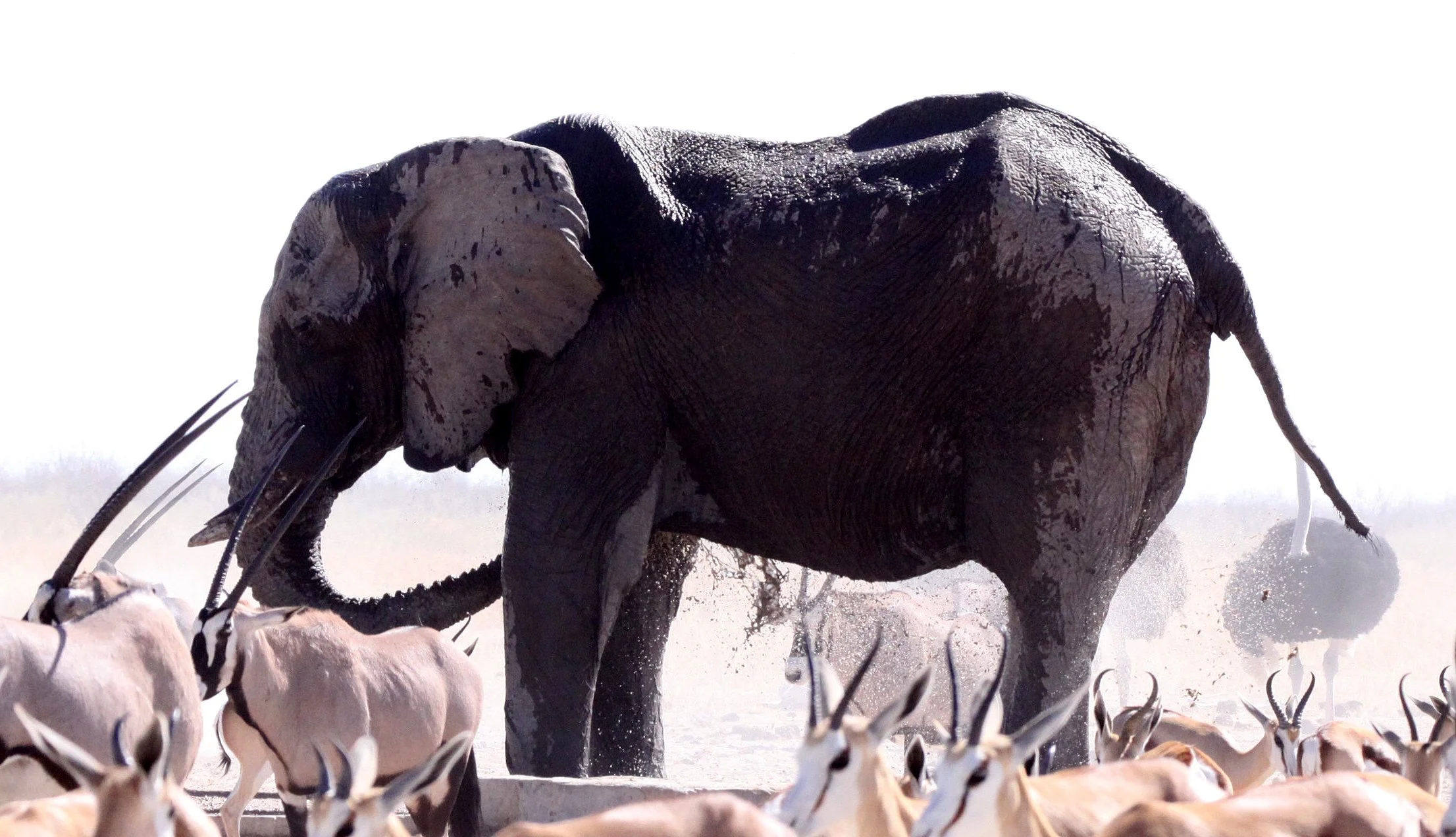 ELEPHANT - AFRICAN ELEPHANT - ETOSHA NATIONAL PARK NAMIBIA (39).JPG