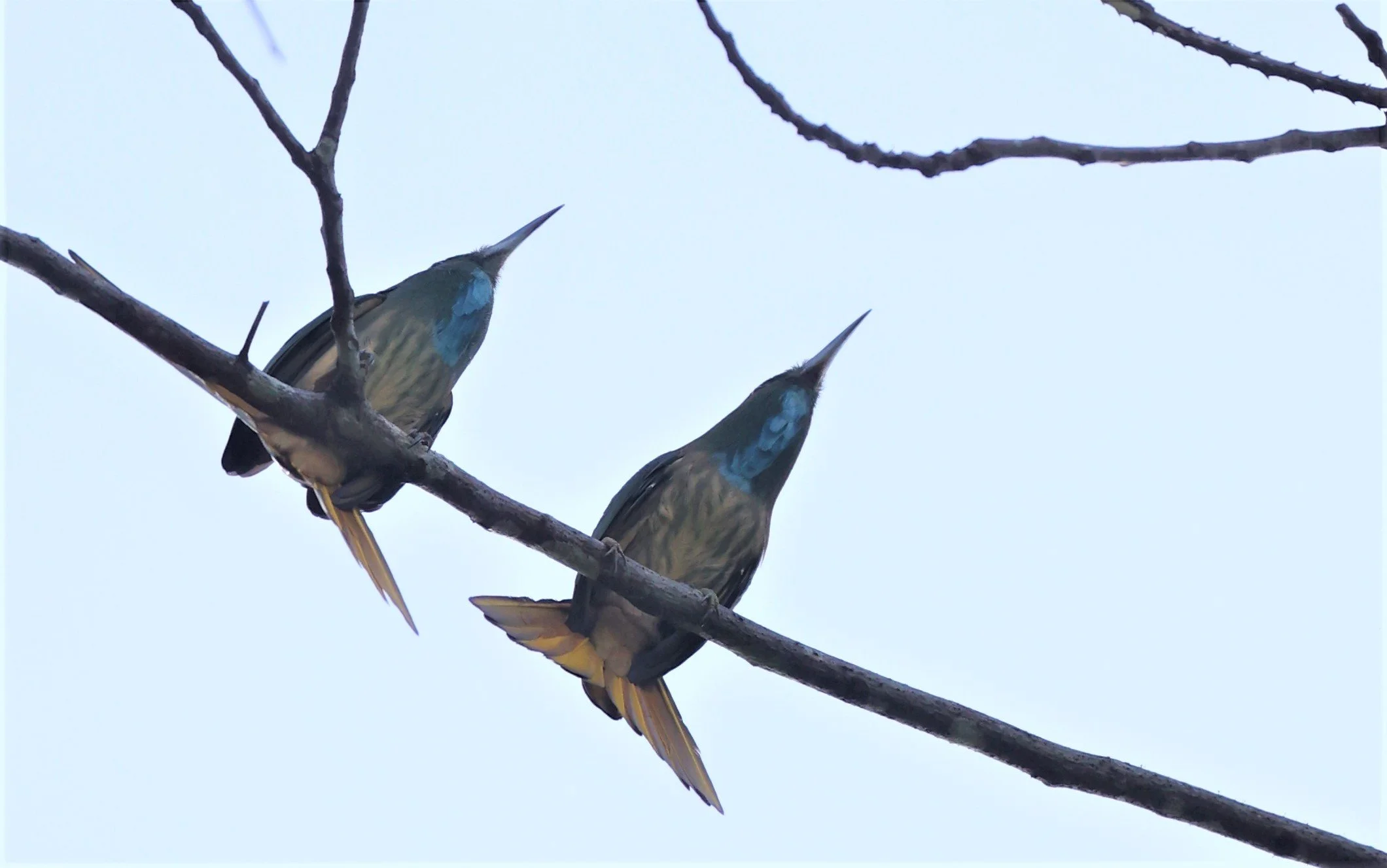 BEE-EATER - BLUE-BEARDED BEE-EATER - Nyctyornis amictus - KAENG KRACHAN NATIONAL PARK 16 OCT 2021 (2).jpg