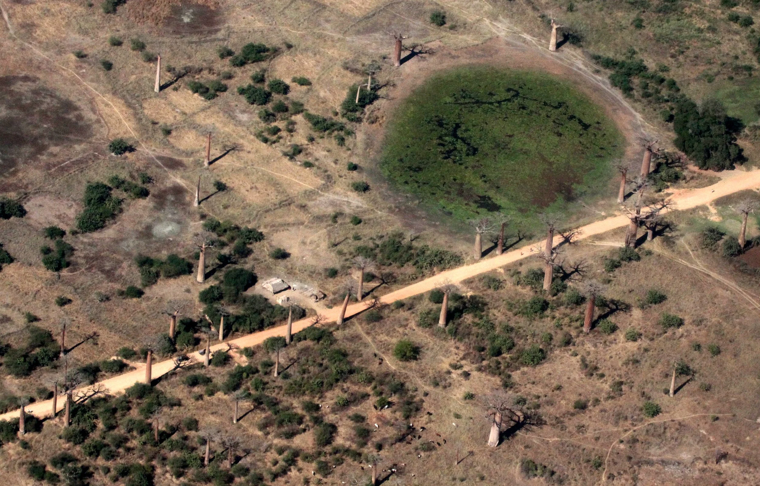 MODONDAVA MADAGASCAR - AVENUE DU BAOBABS FROM THE AIR (3).JPG