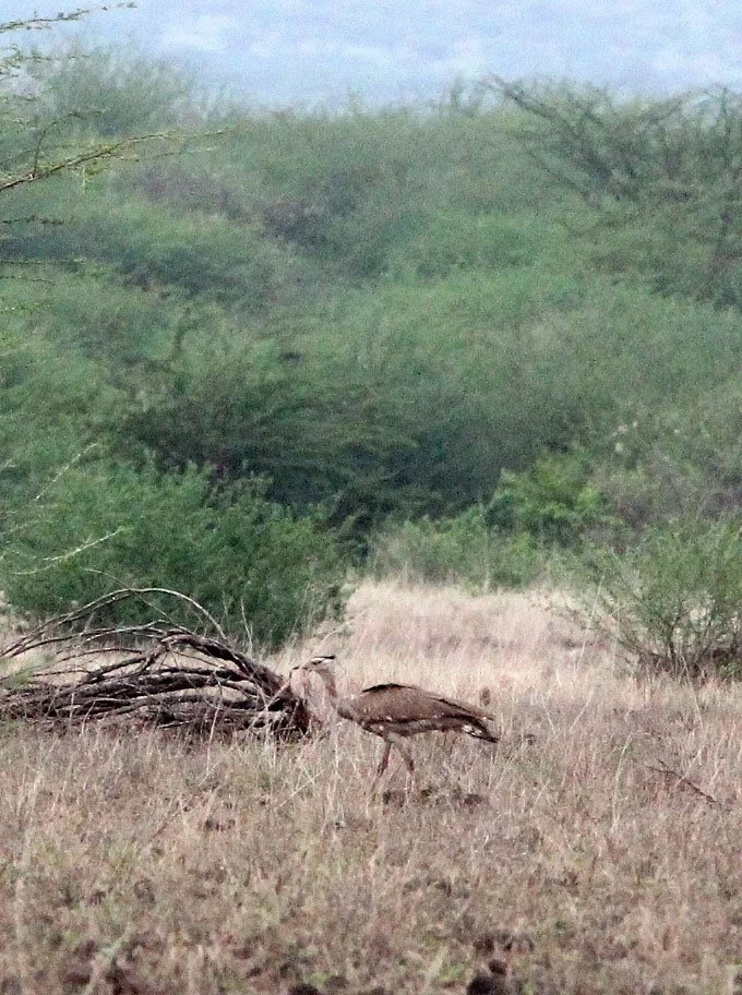 Arabian bustard (Ardeotis arabs) Ali Dege Plains, Ethiopia (6).JPG