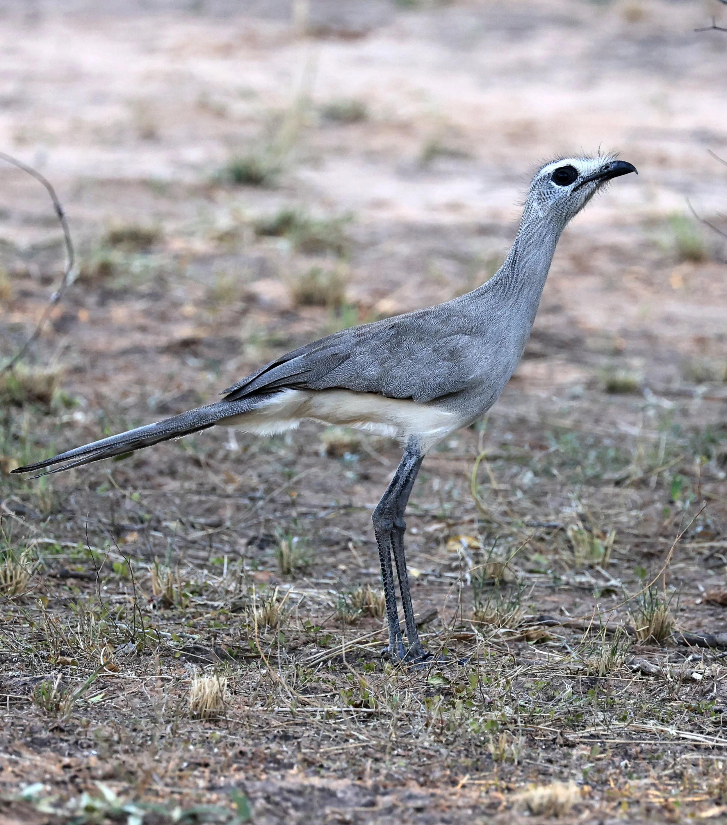 Black-legged Seriema (Chunga burmeisteri) Parque Nacional Teniente Agripino Enciso (35).jpg