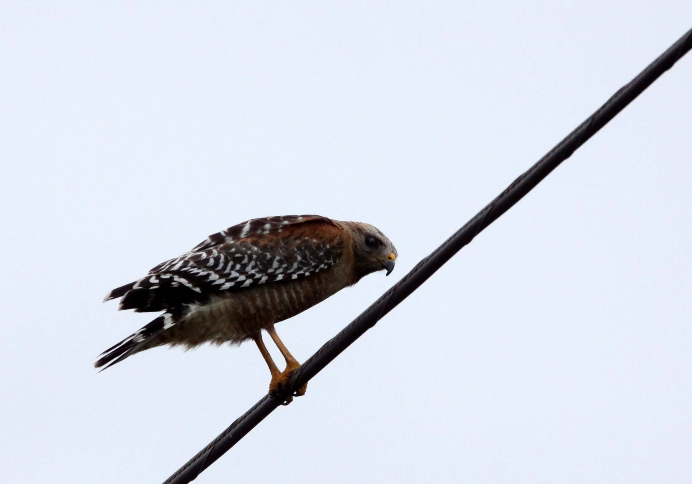 Buteo lineatus - RED-SHOULDERED HAWK - ARCATA BOTTOMLANDS CALIFORNIA (2).JPG