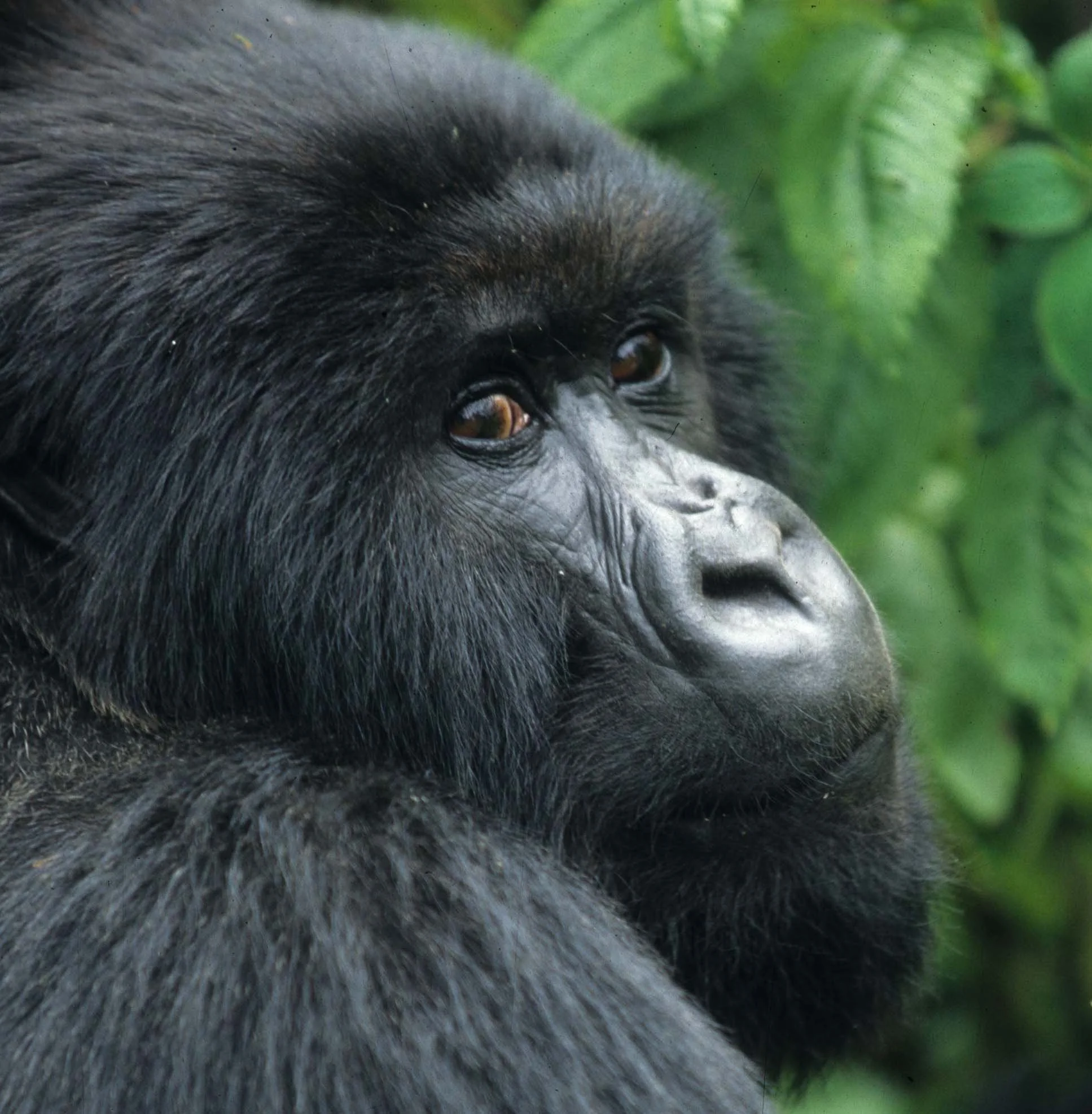 PRIMATE - GORILLA-RWANDA PARC DU VULCANS (29).jpg