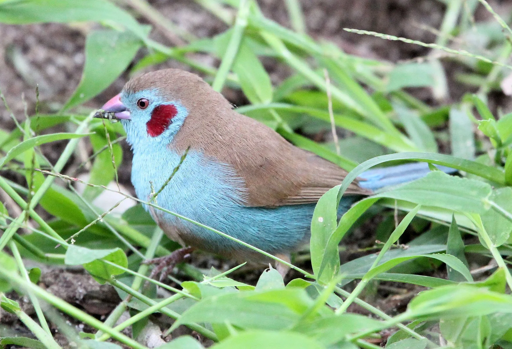 Red-cheeked Cordon-bleu (Uraeginthus bengalus) Langano Lake Ethiopia