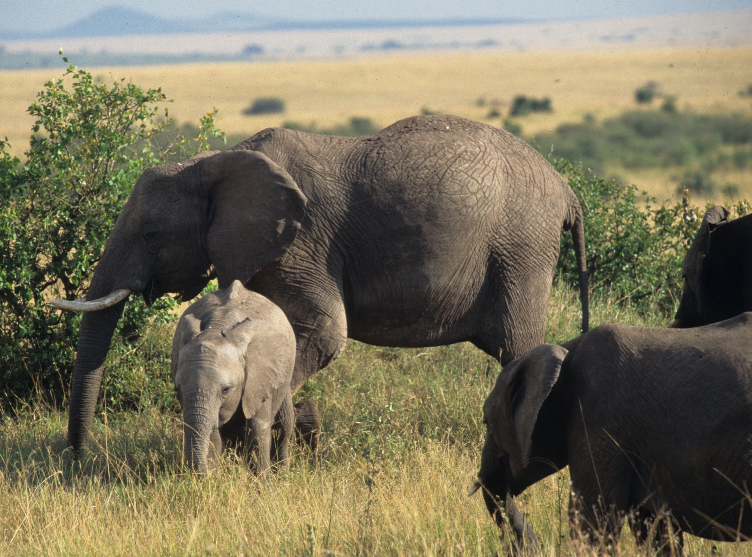 ELEPHANT - SERENGETI 47.jpg