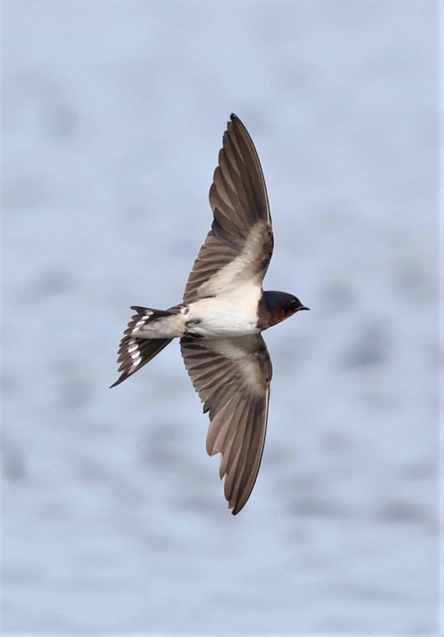 Barn Swallow (Hirundo rustica) Thap Yao Rice Fields Lat Krabang Bangkok (52).jpg