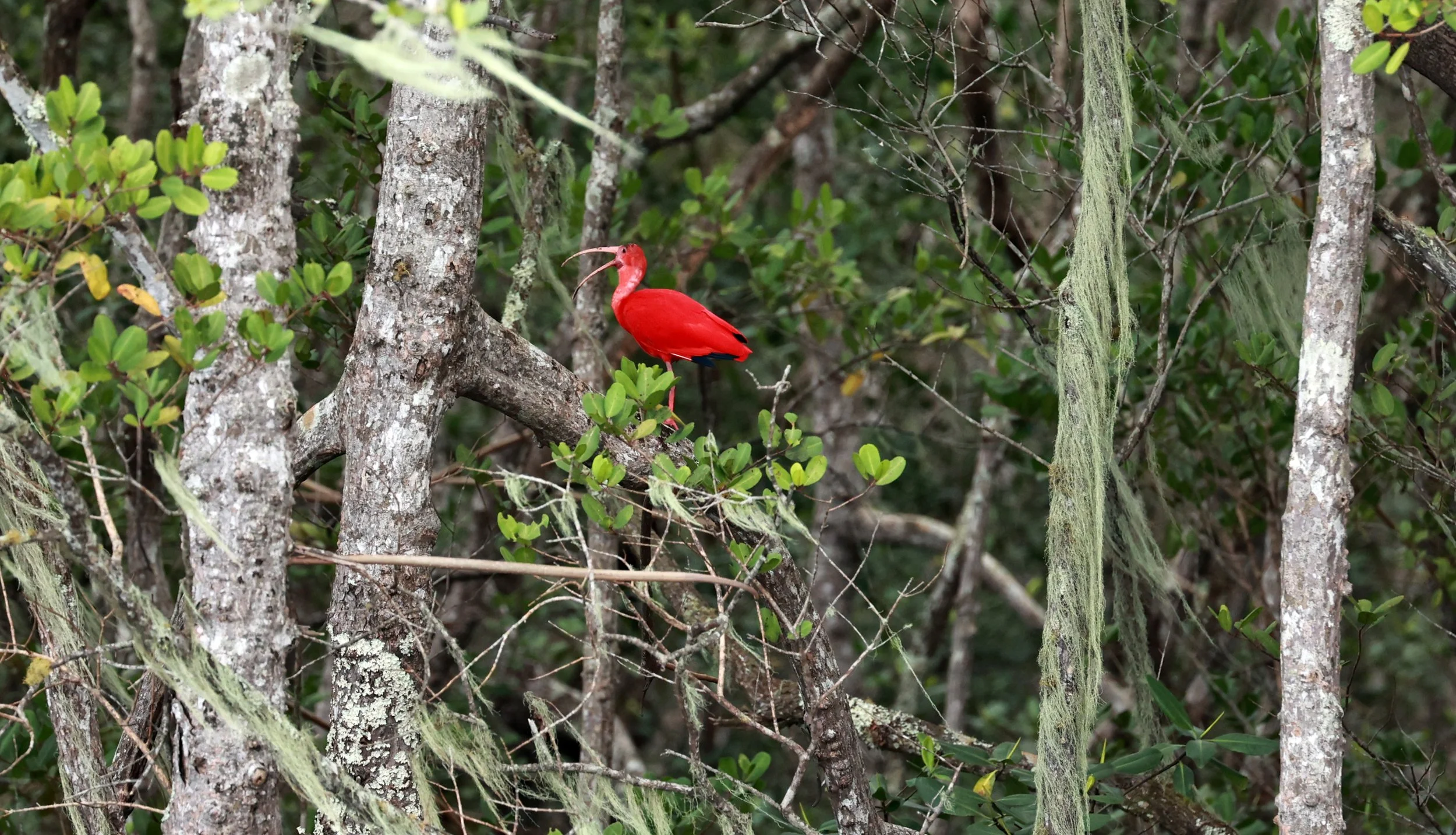Scarlet Ibises (Eudocimus ruber) Superagüi National Park, Brazil (7).jpg