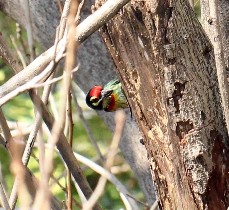 BARBET - COPPERSMITH BARBET - Megalaima haemacephala - ISB CAMPUS NONTHABURI (13).JPG
