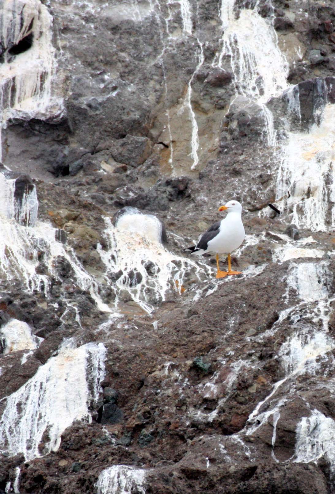 BIRD - GULL - YELLOW-FOOTED GULL - ISLA MONTSERRAT BAJA MEXICO (2).JPG