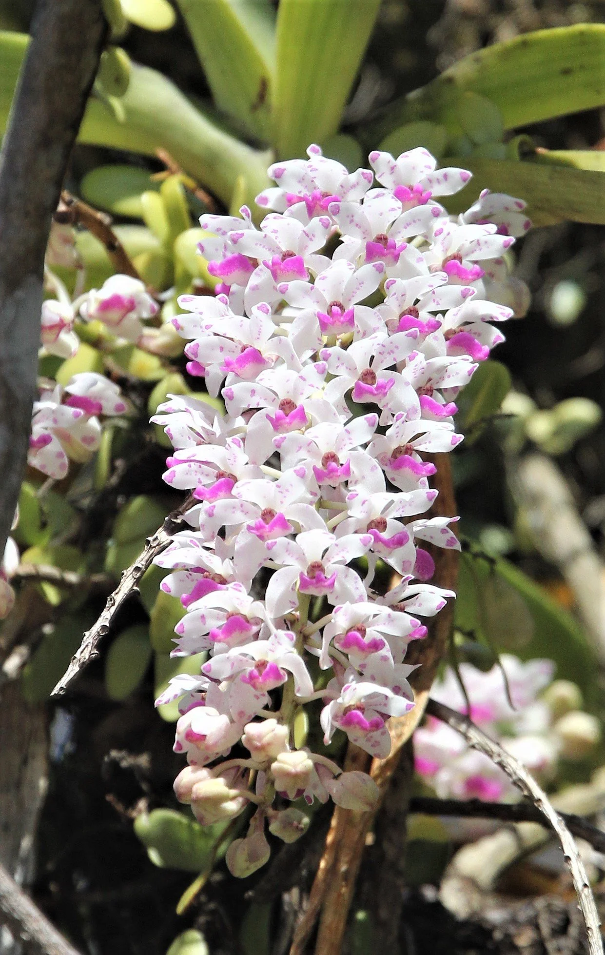 Rhynchostylis retusa orchid, commonly known as a foxtail orchid. 
