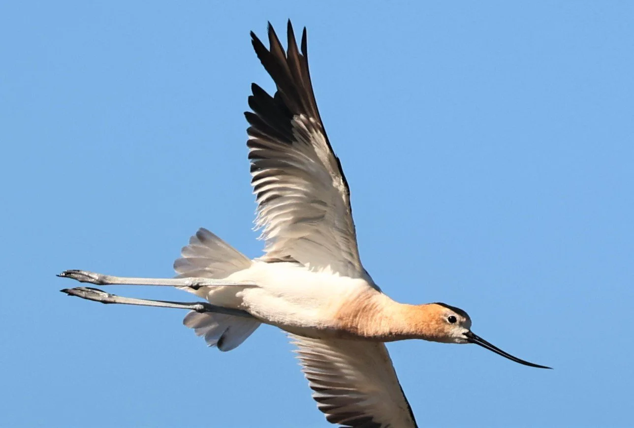 Recurvirostra americana - AMERICAN AVOCET - ELKHORN SLOUGH MOSS LANDING CALIFORNIA AUGUST 2022 (3).jpg