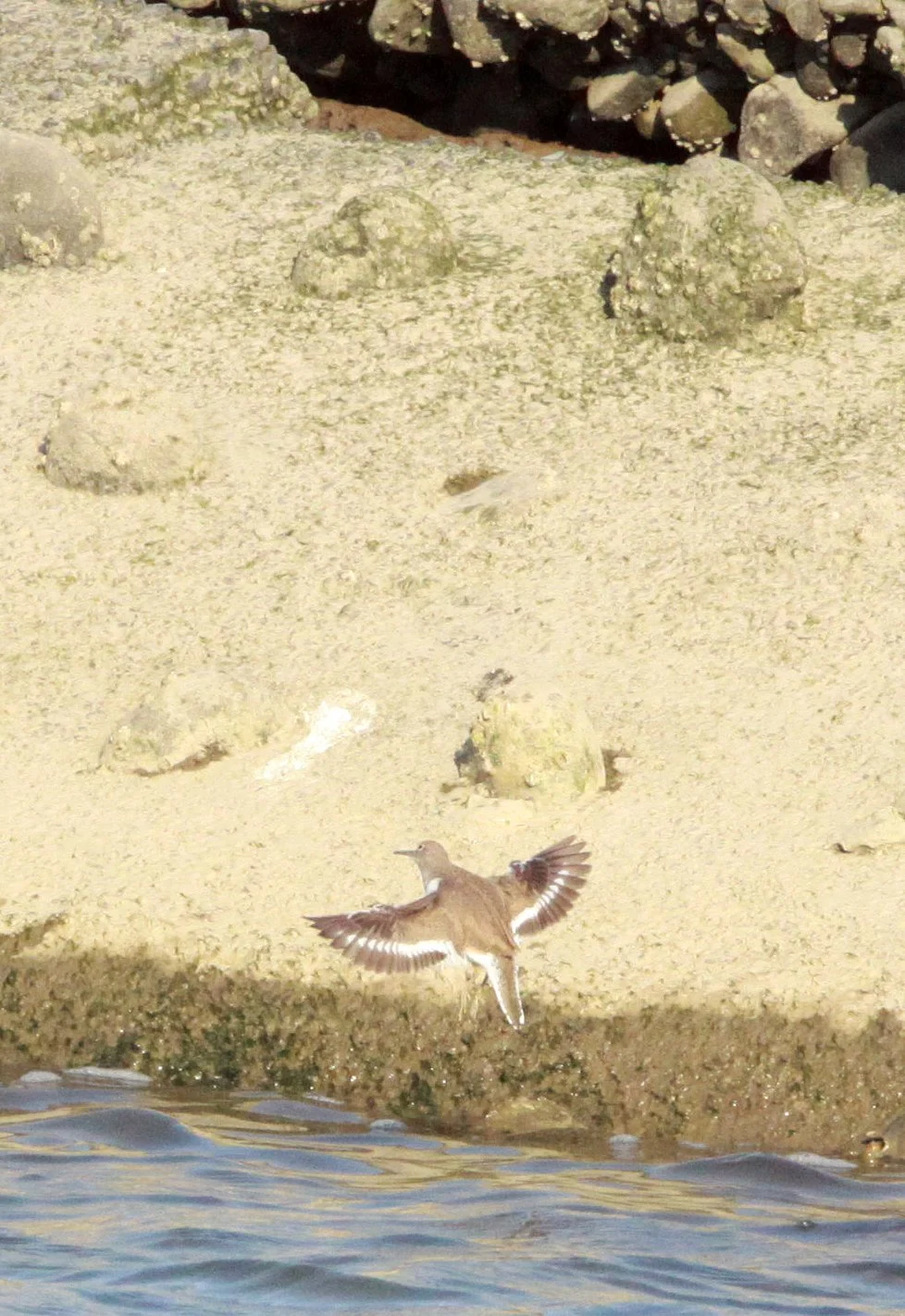 BIRD - SANDPIPER - COMMON SANDPIPER - SHIZUOKA COASTLINE JAPAN (3).JPG