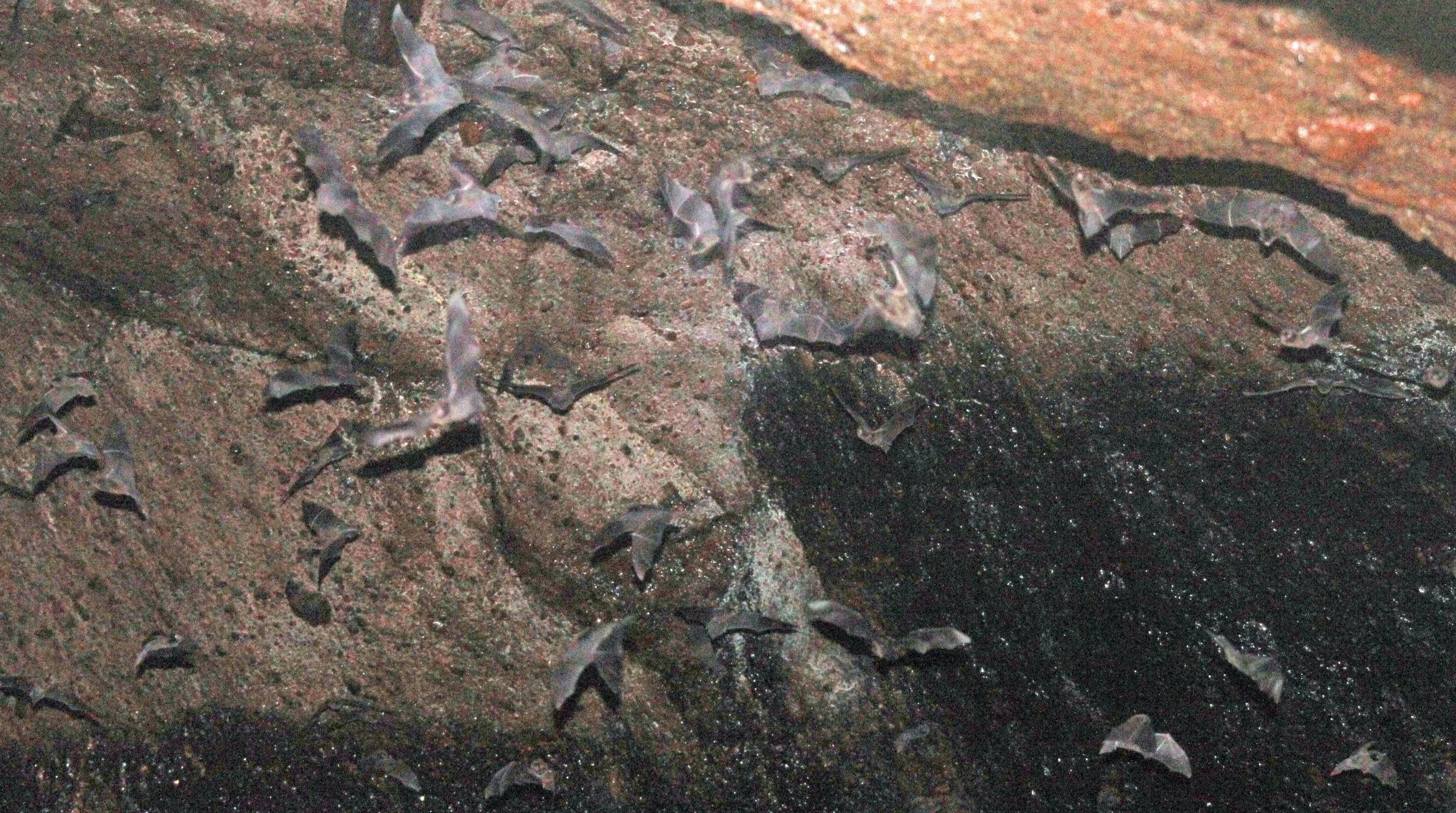 Miniopterus schreibersii - SCHREIBER'S COMMON) BENTWING BAT - GEDE NATIONAL PARK JAVA BARAT INDONESIA (6).JPG