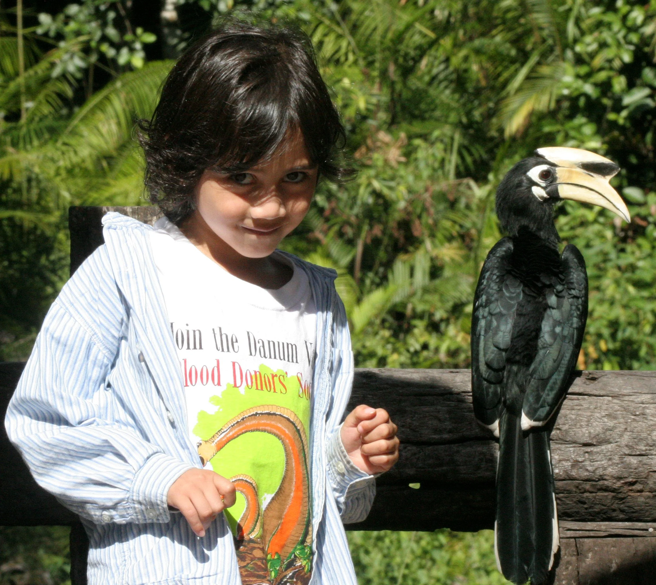 Oriental Pied Hornbill (Anthracoceros albirostris)