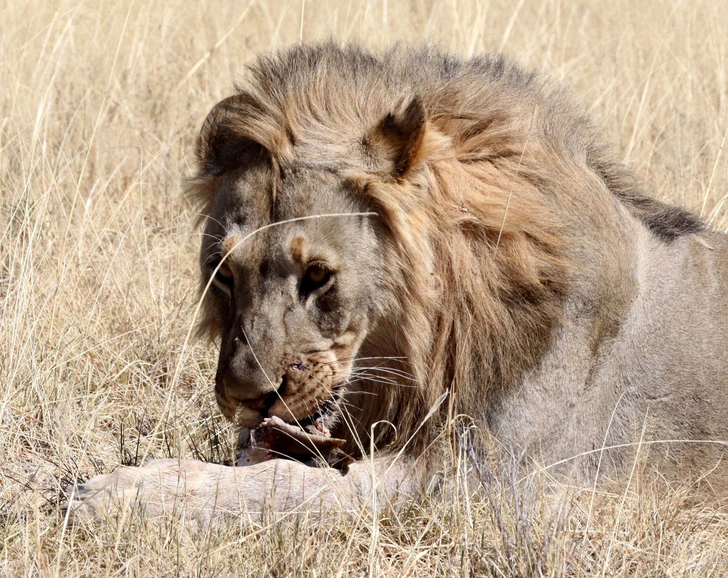 Panthera leo melanochaita - AFRICAN LION - THREE MALES - ETOSHA NATIONAL PARK NAMIBIA (145).JPG