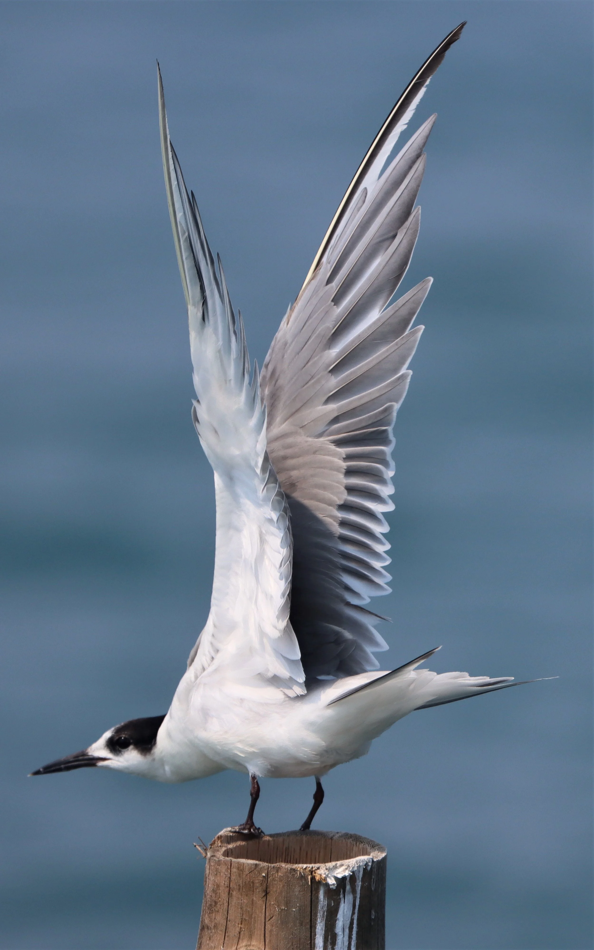 TERN - COMMON TERN - Sterna hirundo - UPPER NE GULF OF THAILAND NEAR CHACHOENGSAO (30).jpg