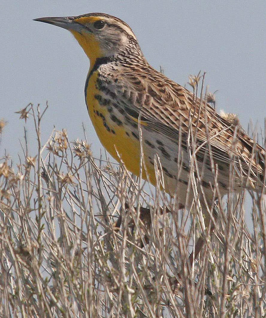 Western Meadowlark (Sturnella neglecta) Potholes State Park Washington (4).jpg