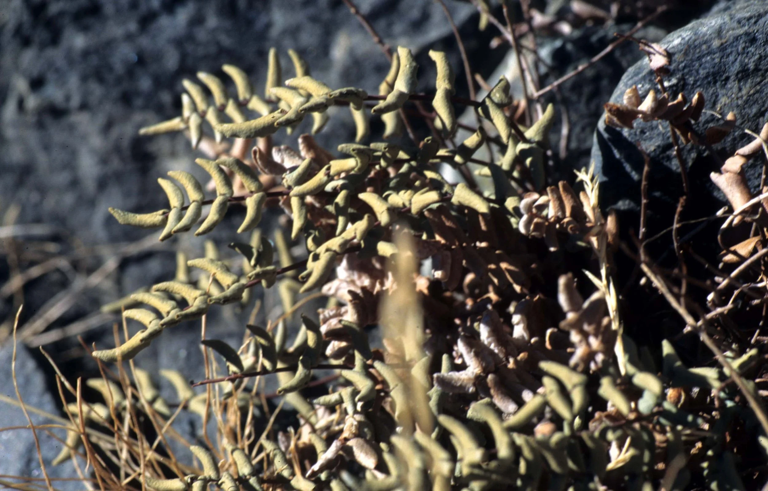 CALIFORNIA - SIERRA - PLANT SPECIES (7).jpg