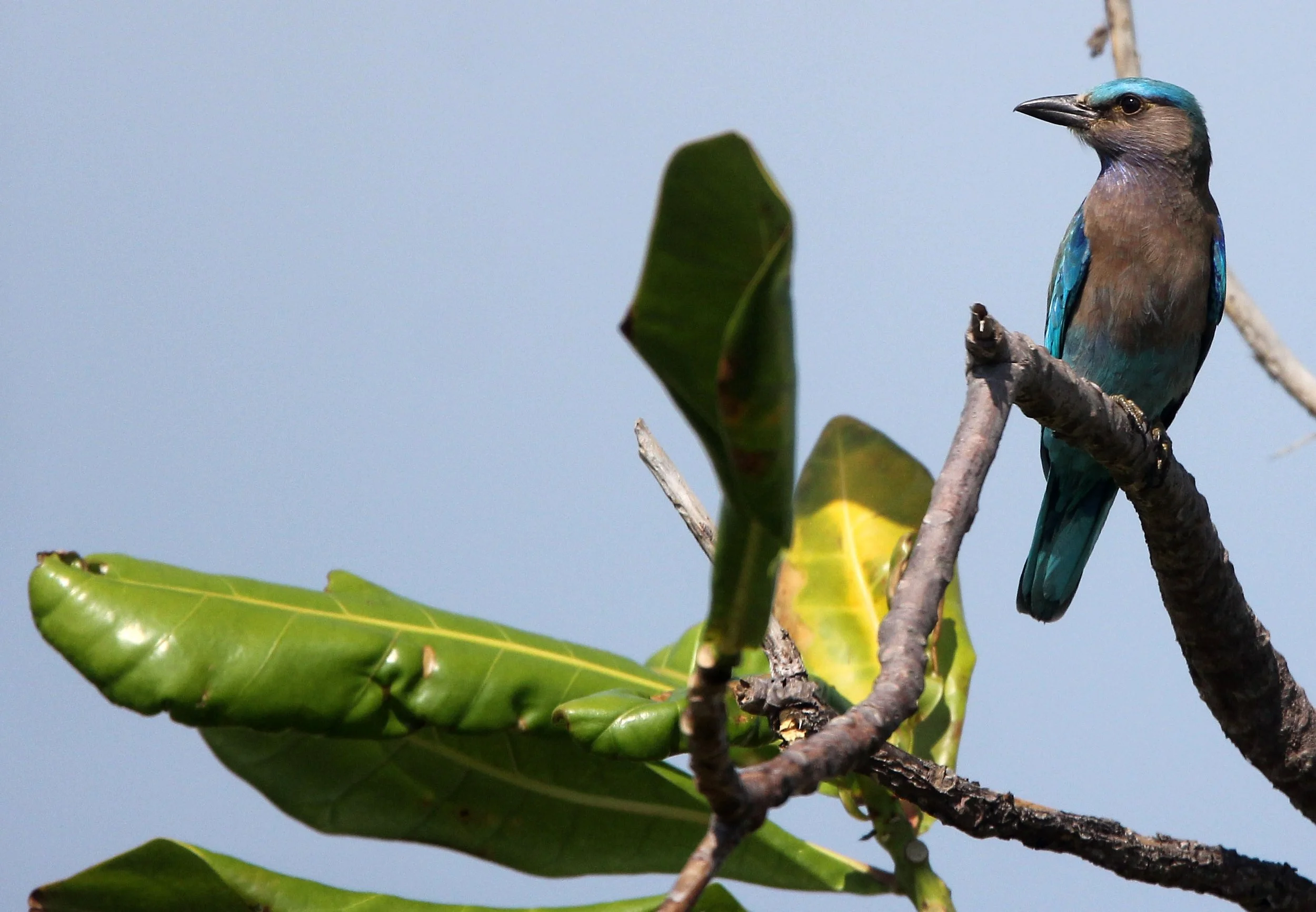 Indochinese Roller (Coracias affinis) - Thale Noi Bird Sanctuary Pattalung Thailand (4).JPG
