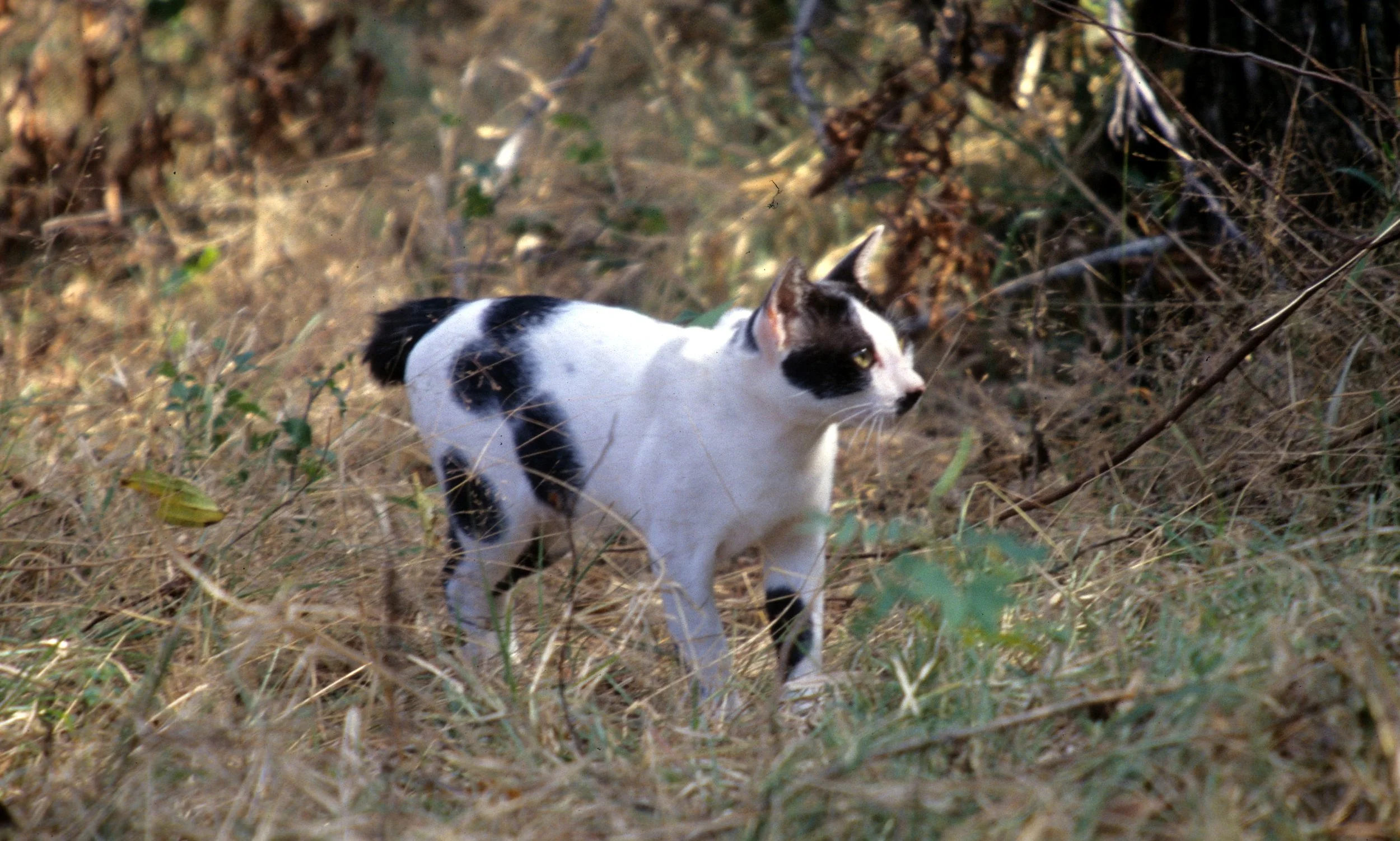 KOMODO ISLAND - FEREL CAT.jpg