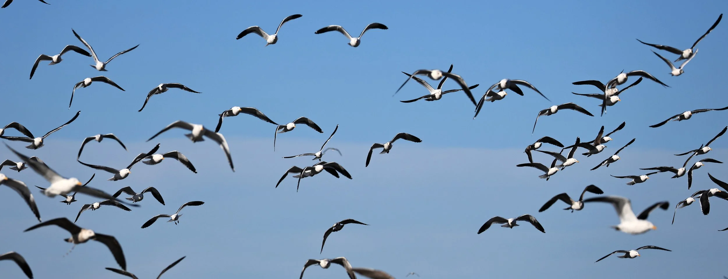 Kelp Gull (Larus dominicanus) Puerto Rawson Argentina (15).jpg