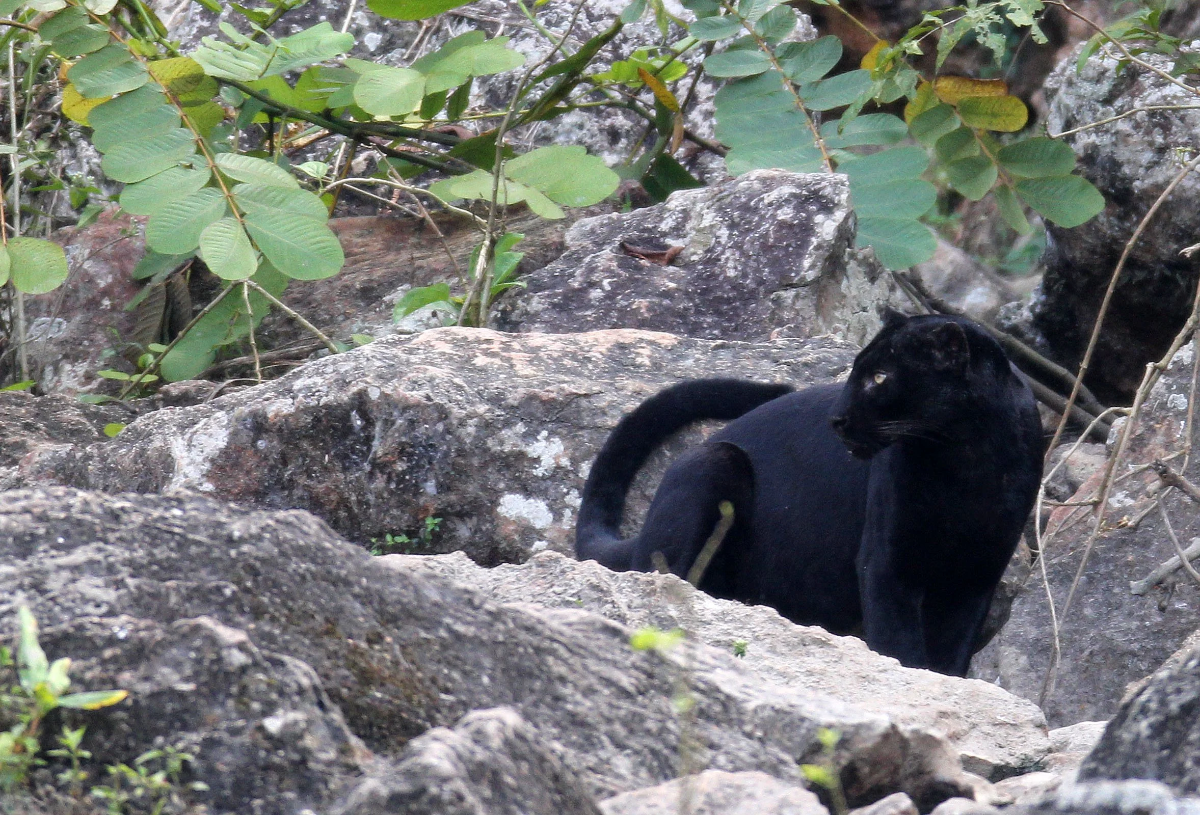 Panthera pardus delacouri - INDOCHINESE LEOPARD - MELANISTIC FORM - HUAI KHA KHAENG - KAPOK KAPIEN STATION & MINERAL LICK - THAILAND (228).JPG