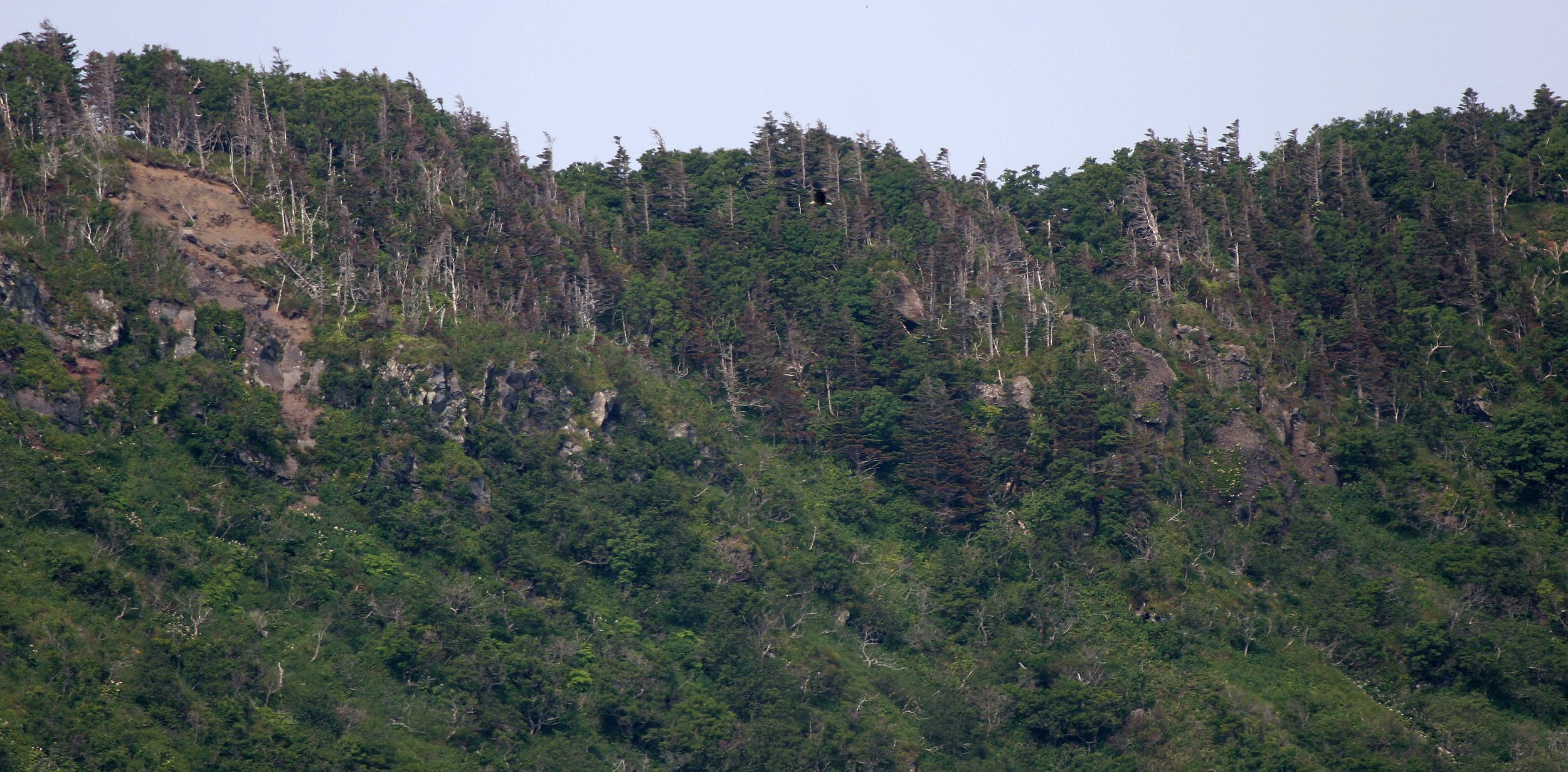 KURIL ISLANDS - FLORA  (8).jpg