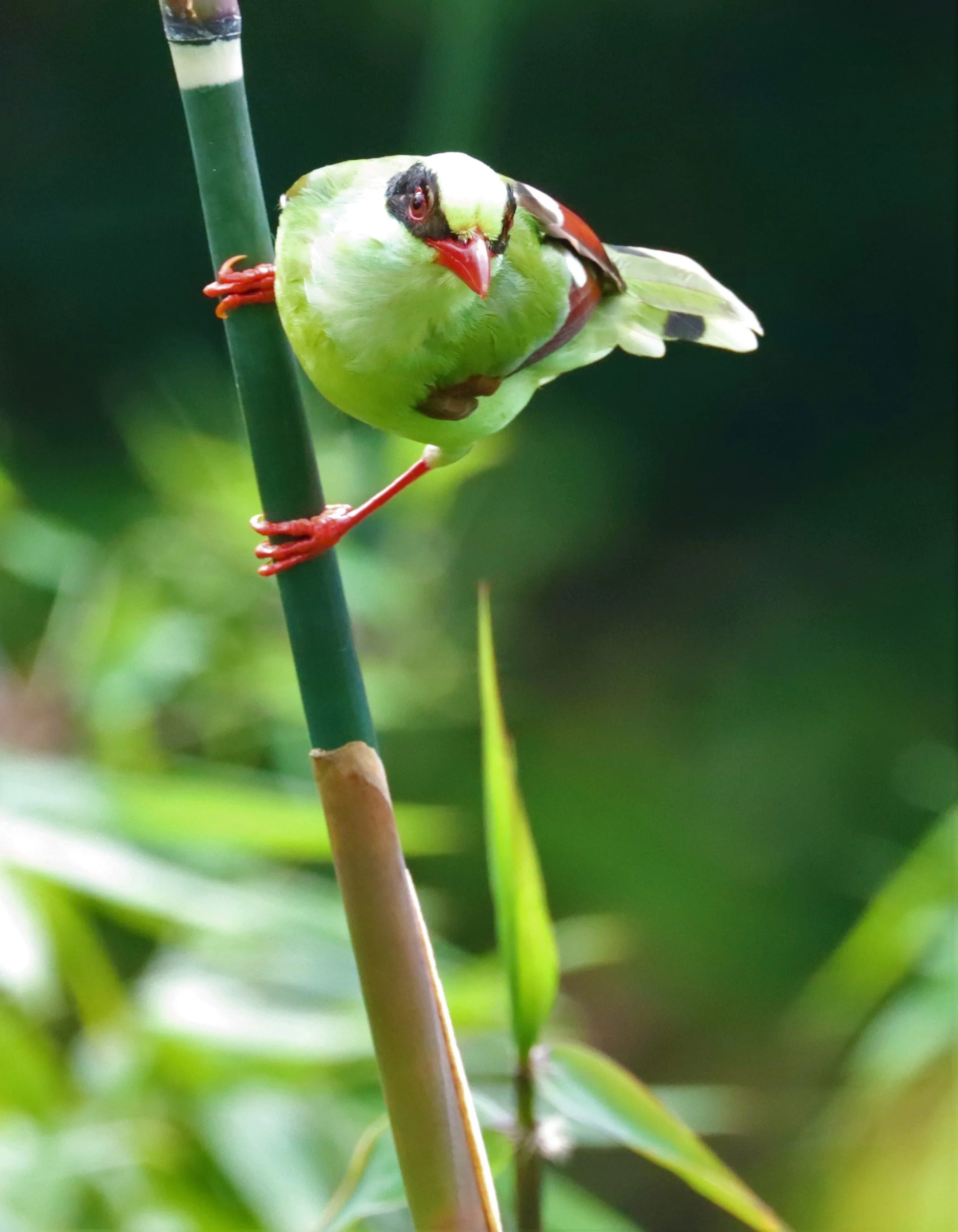 MAGPIE - COMMON GREEN MAGPIE - Cissa chinensis - KHAO YAI NP SEP 18 2021 GIFT'S IMAGES (27).jpg