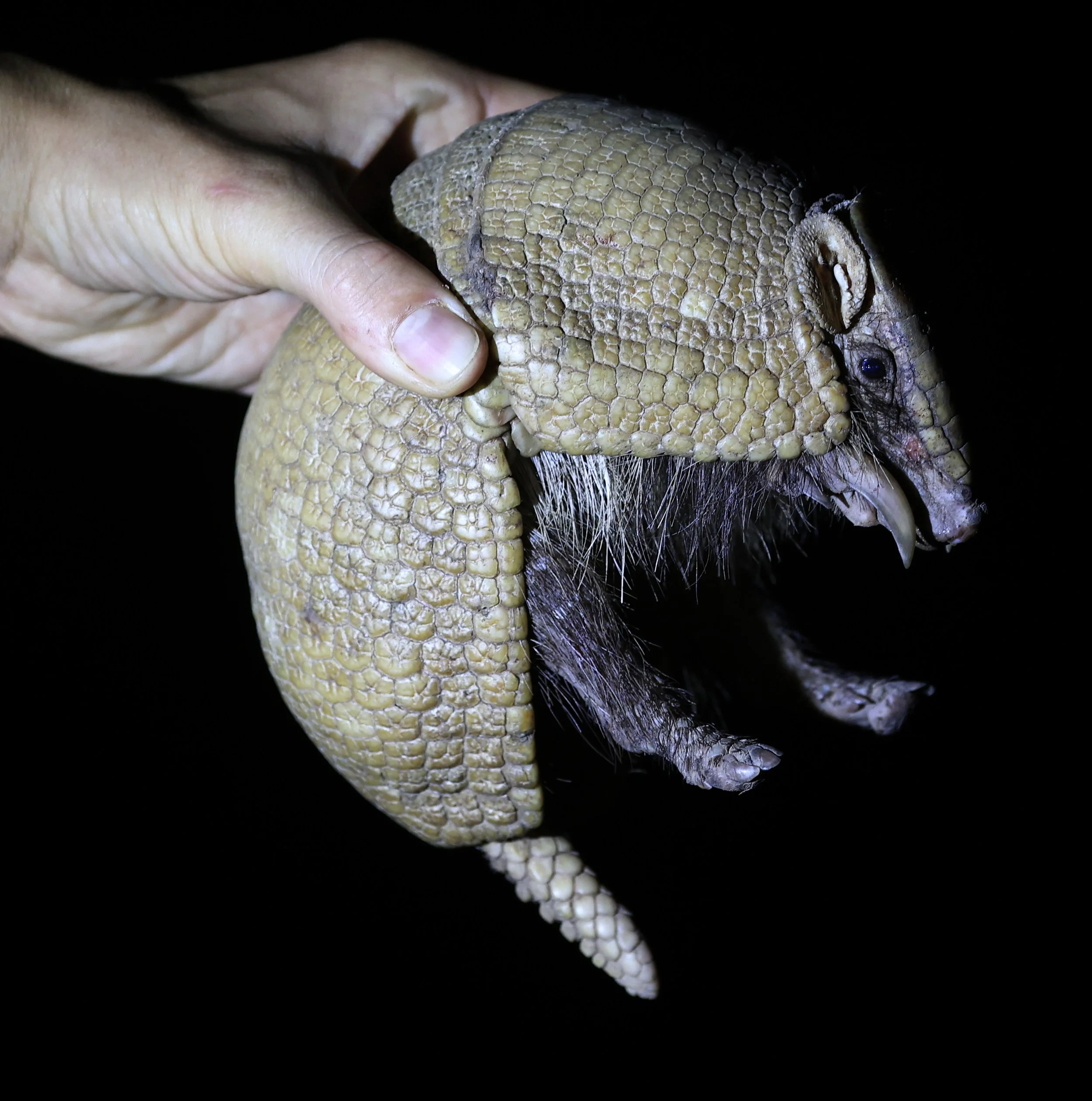Southern Three-banded Armadillo (Tolypeutes matacus)