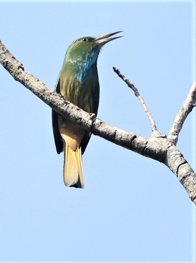 BEE-EATER - BLUE-BEARDED BEE-EATER - Nyctyornis amictus - KAENG KRACHAN NATIONAL PARK 16 OCT 2021 (15).jpg