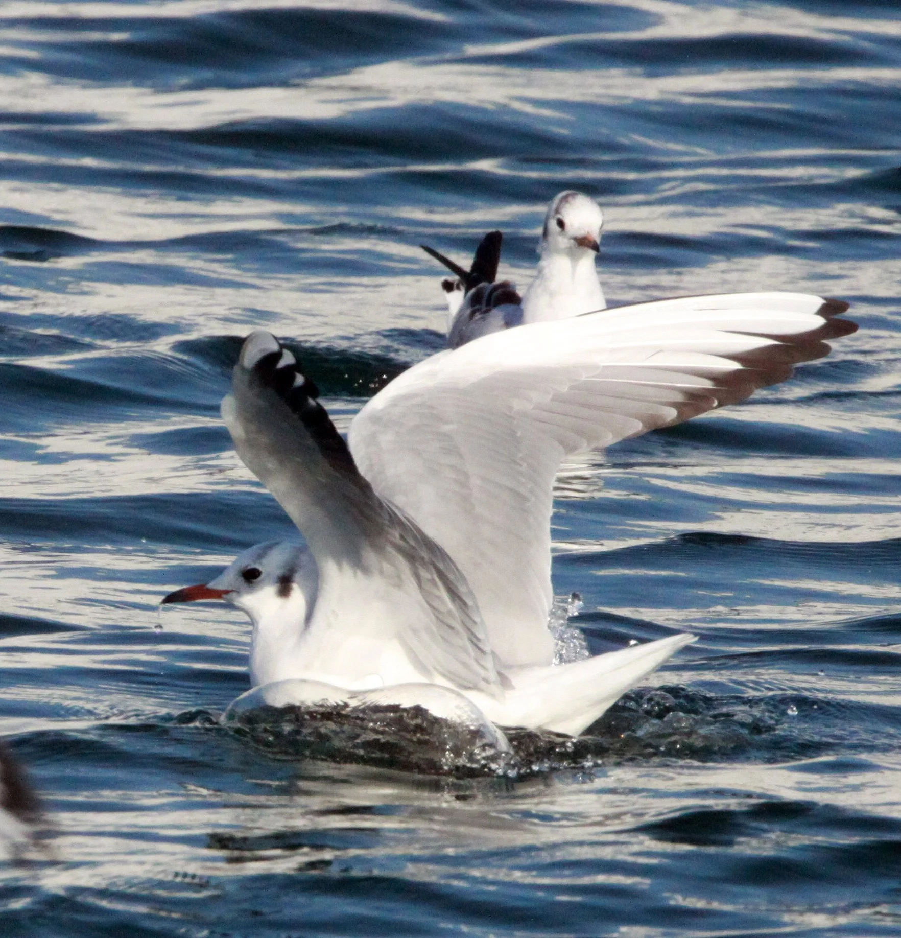 BIRD - GULL - BLACK-HEADED GULL - SHIZUOKA COASTLINE JAPAN.JPG